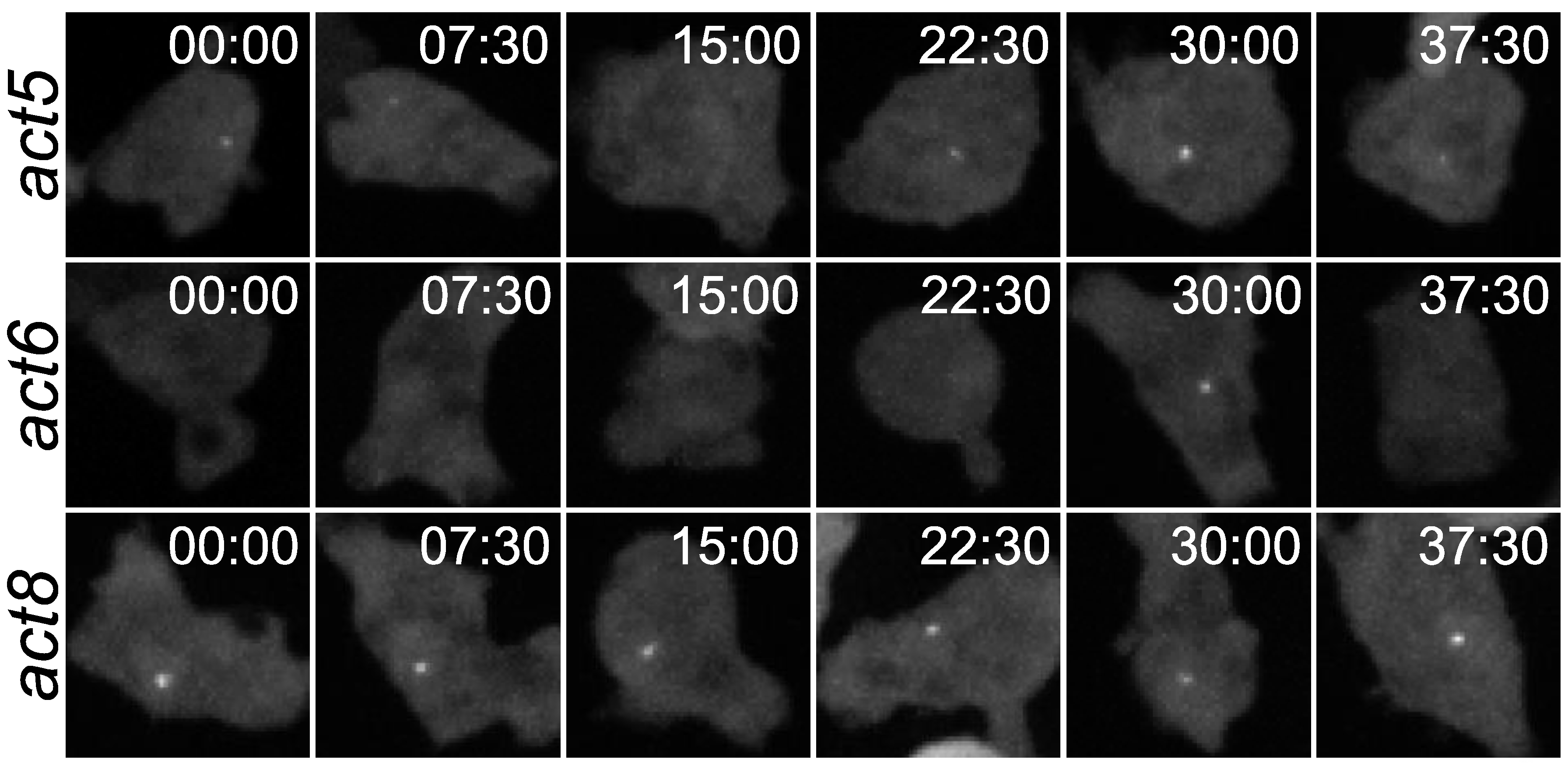 Cells 10 03036 g002 Cells 10 03036 g002