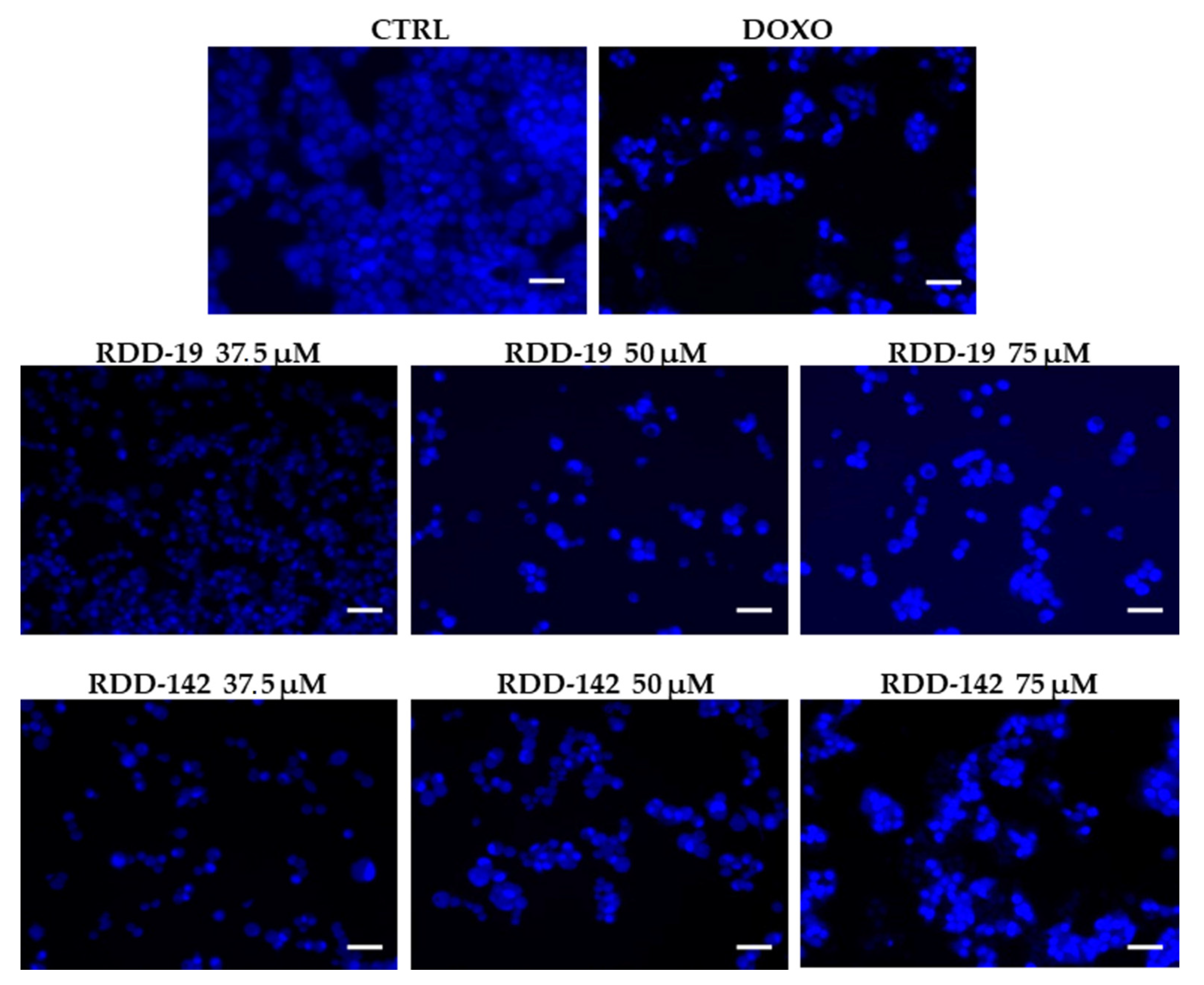 Cells 10 03052 g004 Cells 10 03052 g004