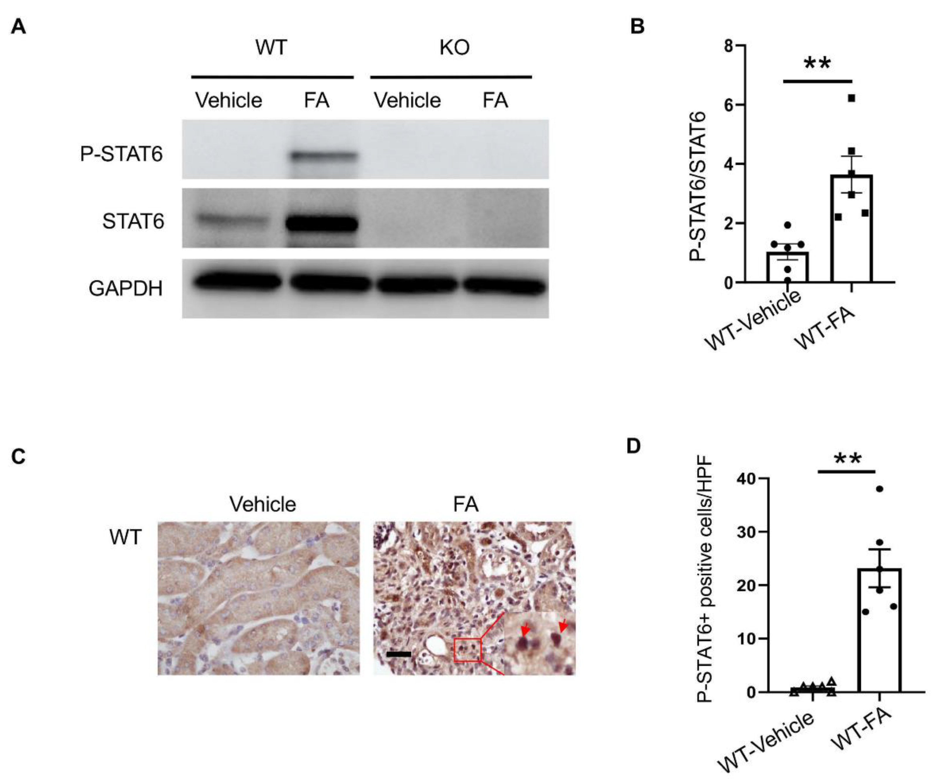 Cells 10 03057 g001 Cells 10 03057 g001