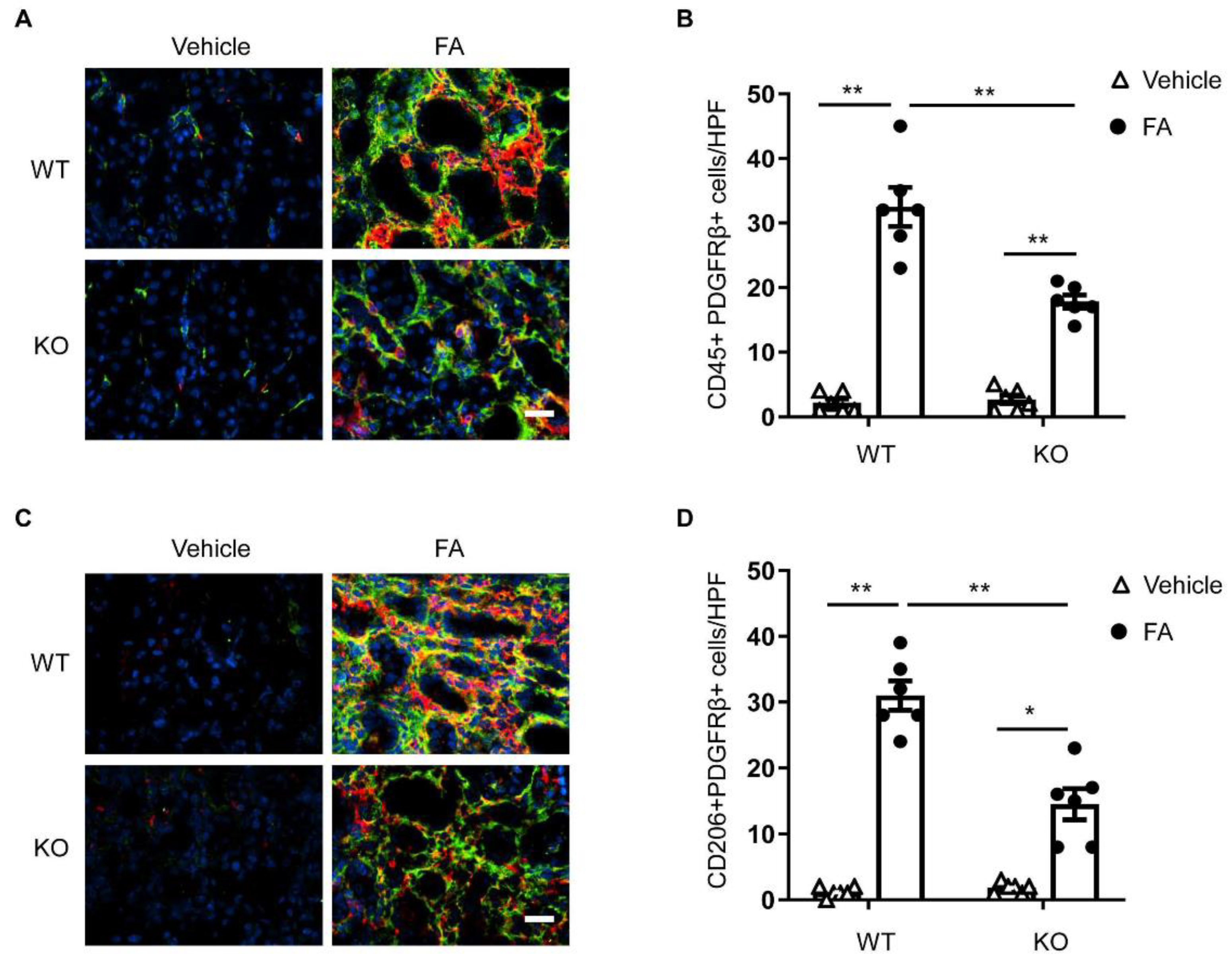 Cells 10 03057 g002 Cells 10 03057 g002