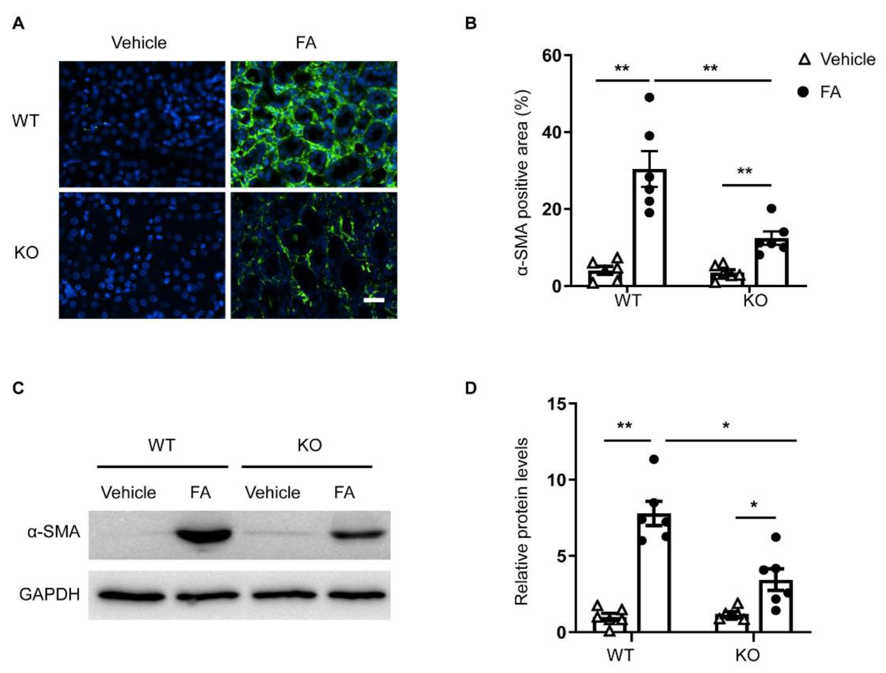 Cells 10 03057 g004 Cells 10 03057 g004