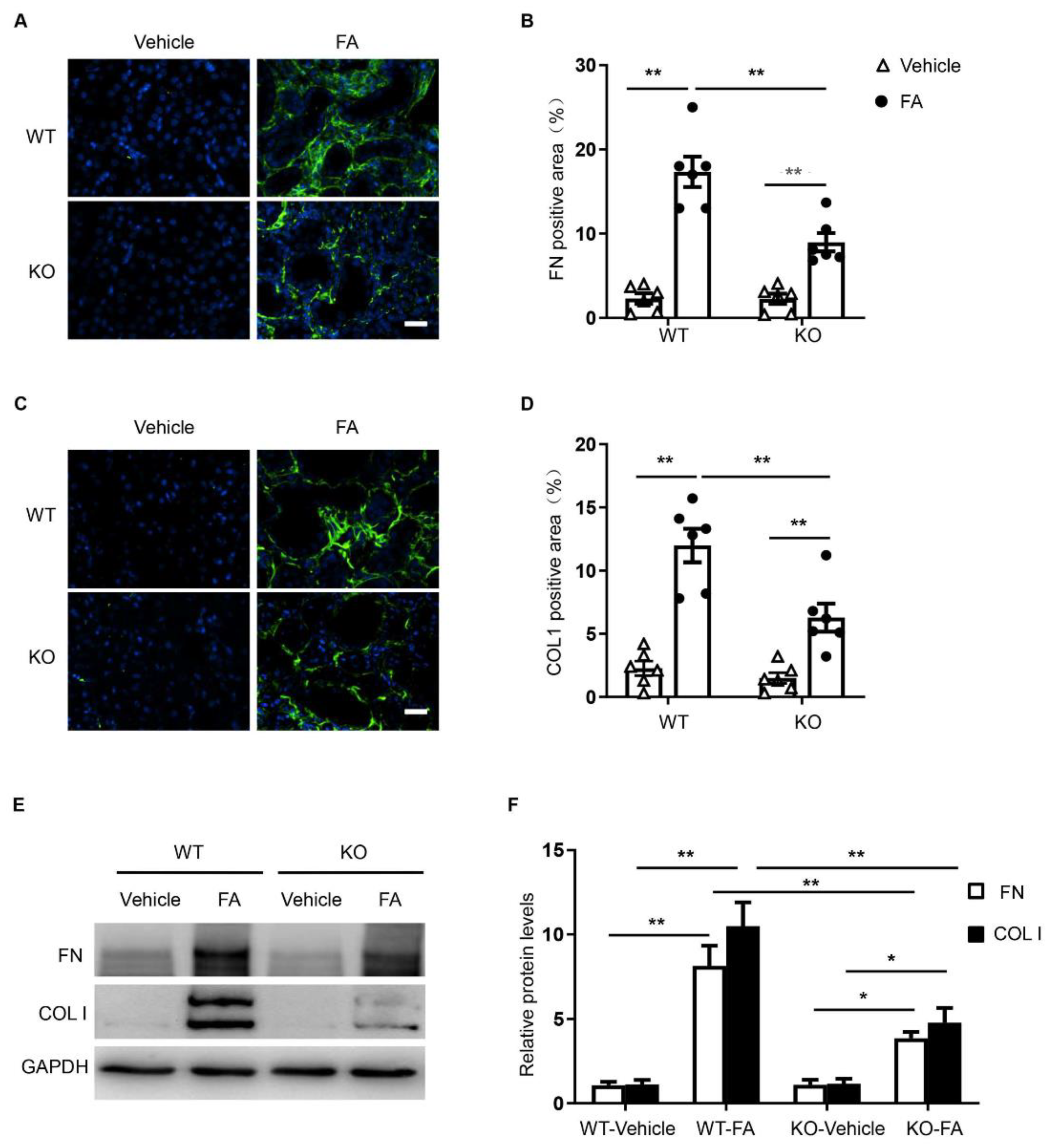 Cells 10 03057 g005 Cells 10 03057 g005