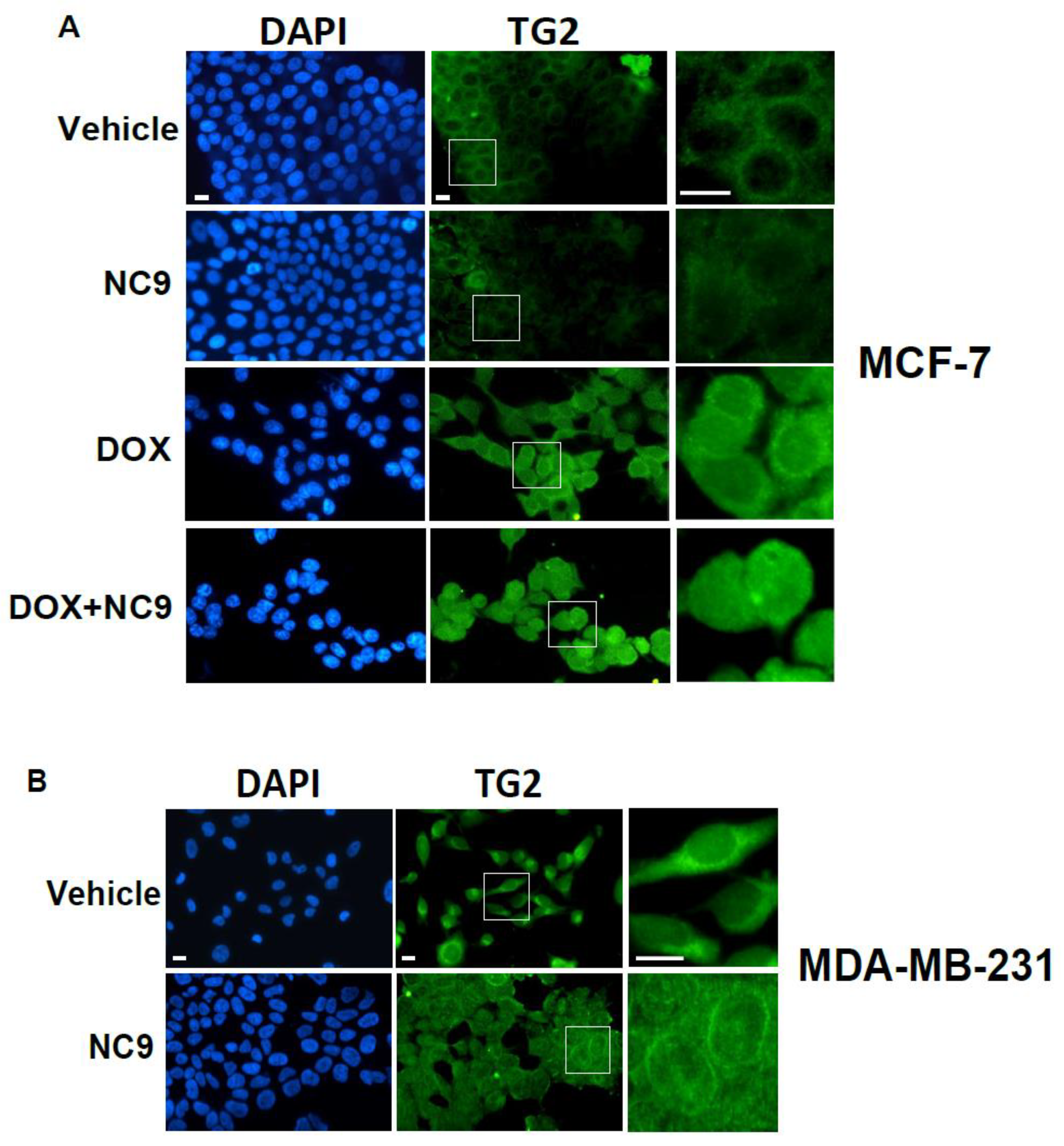 Cells 10 03059 g007a
