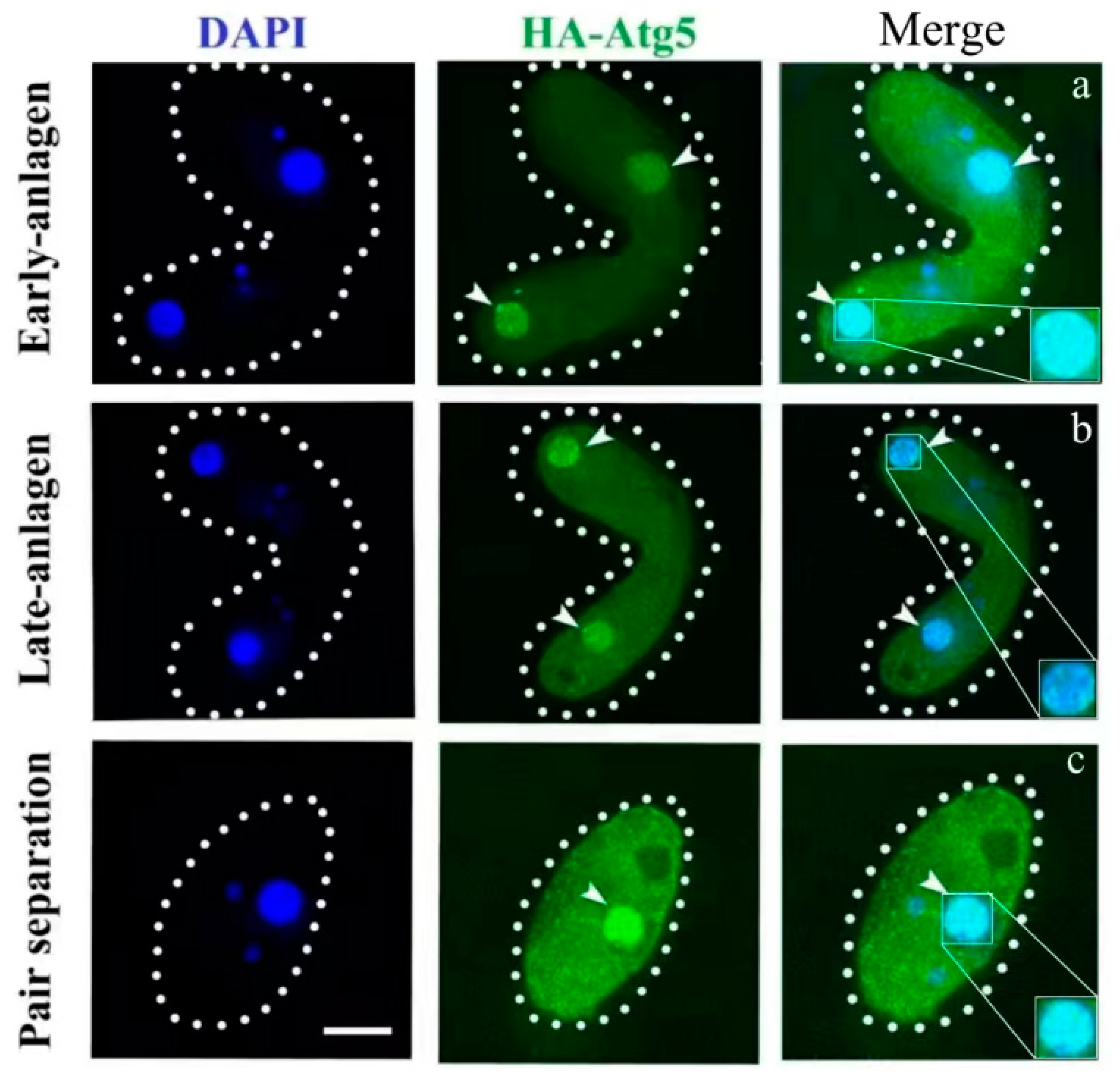 Cells 10 03071 g002 Cells 10 03071 g002