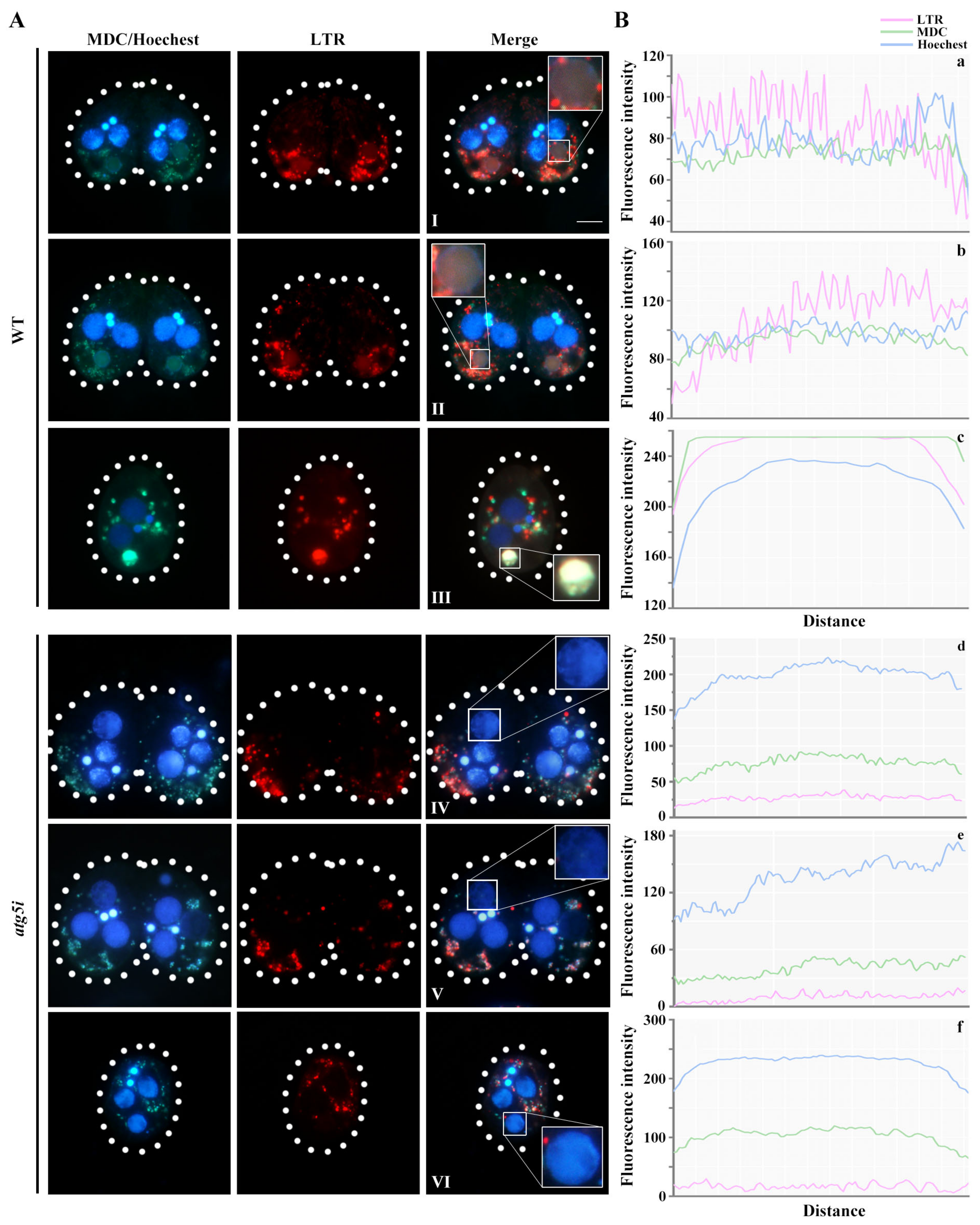 Cells 10 03071 g004 Cells 10 03071 g004