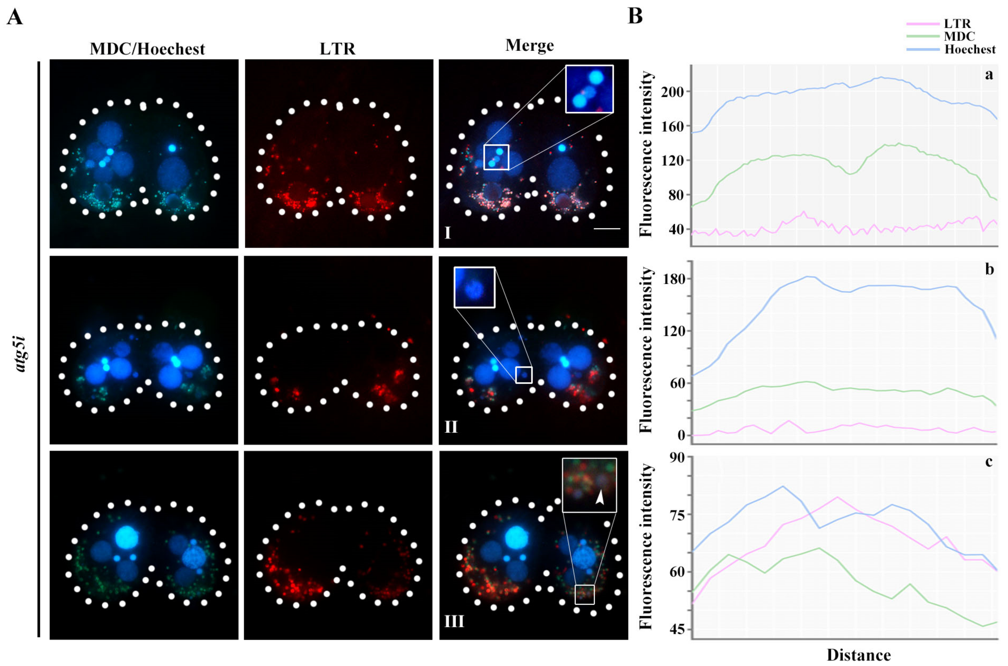 Cells 10 03071 g005 Cells 10 03071 g005
