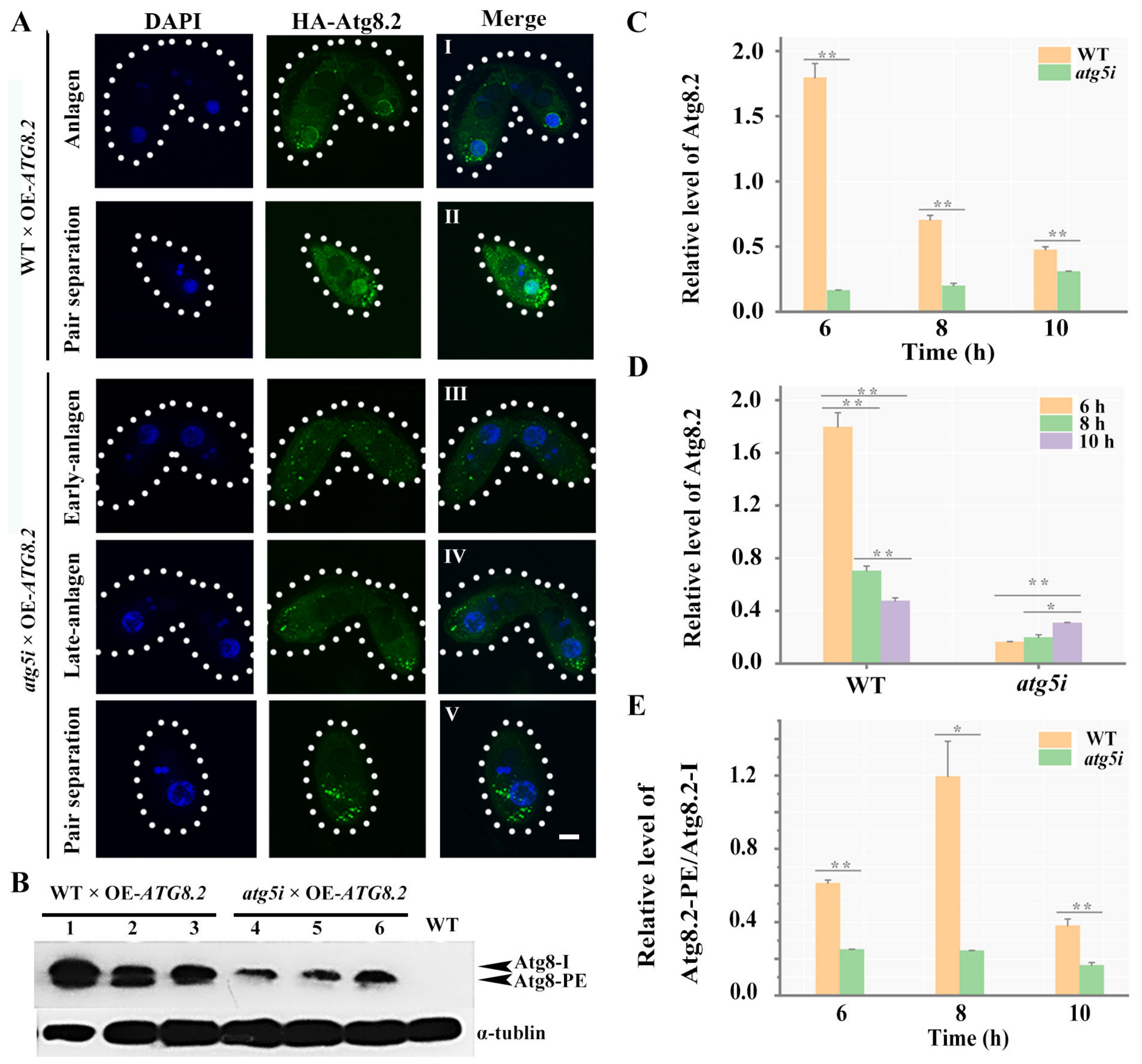Cells 10 03071 g008 Cells 10 03071 g008