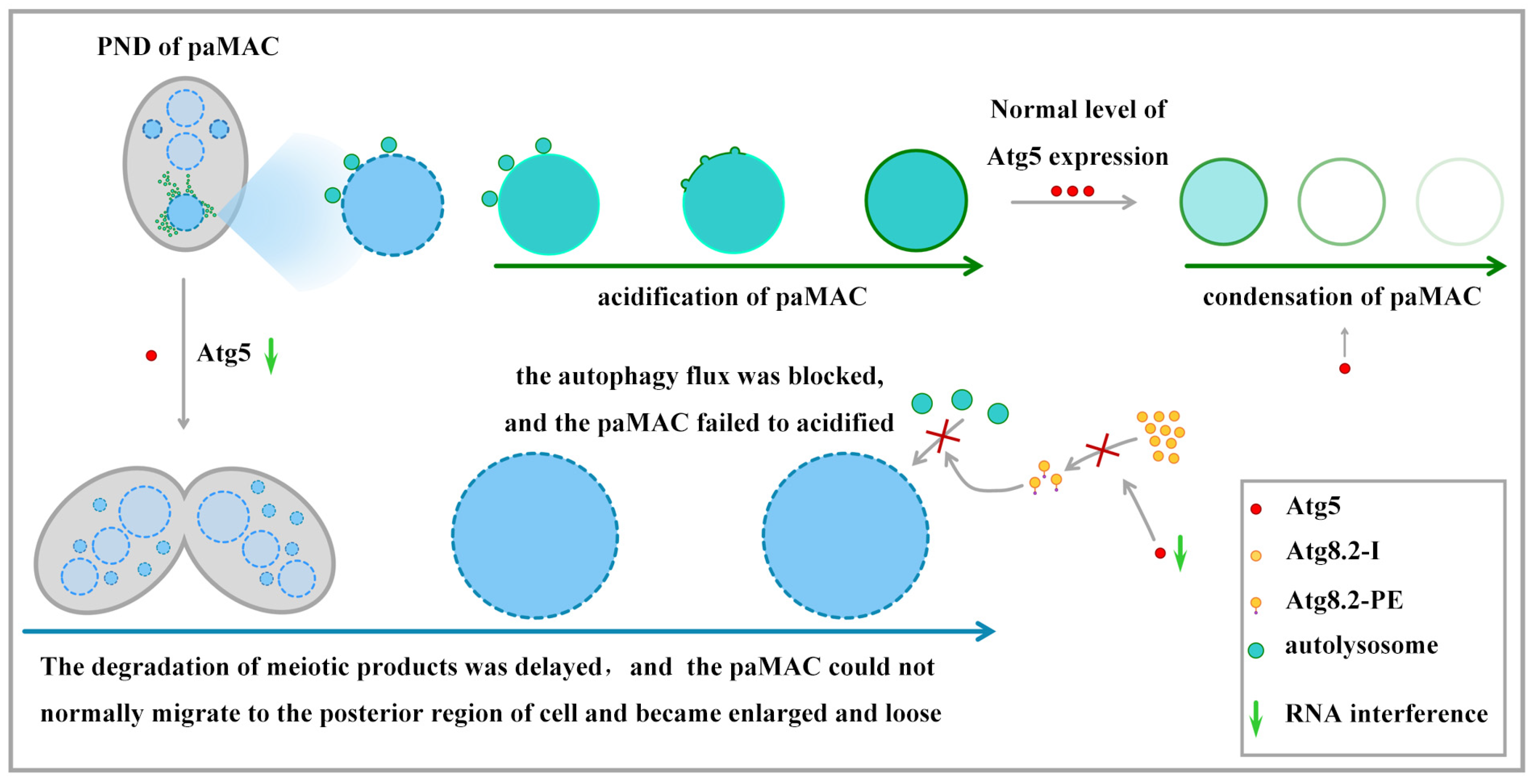 Cells 10 03071 g009 Cells 10 03071 g009