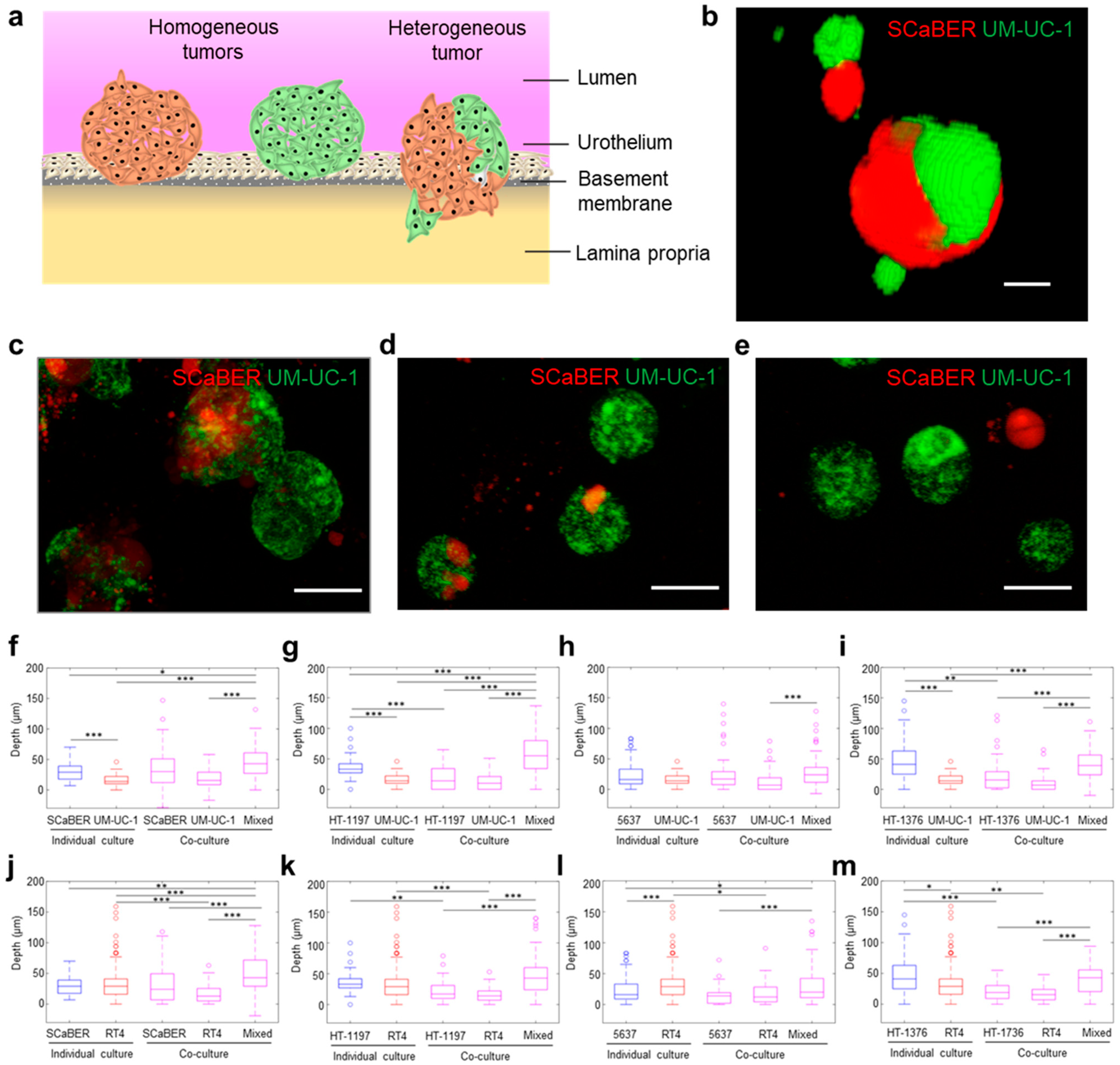 Cells 10 03084 g001 Cells 10 03084 g001