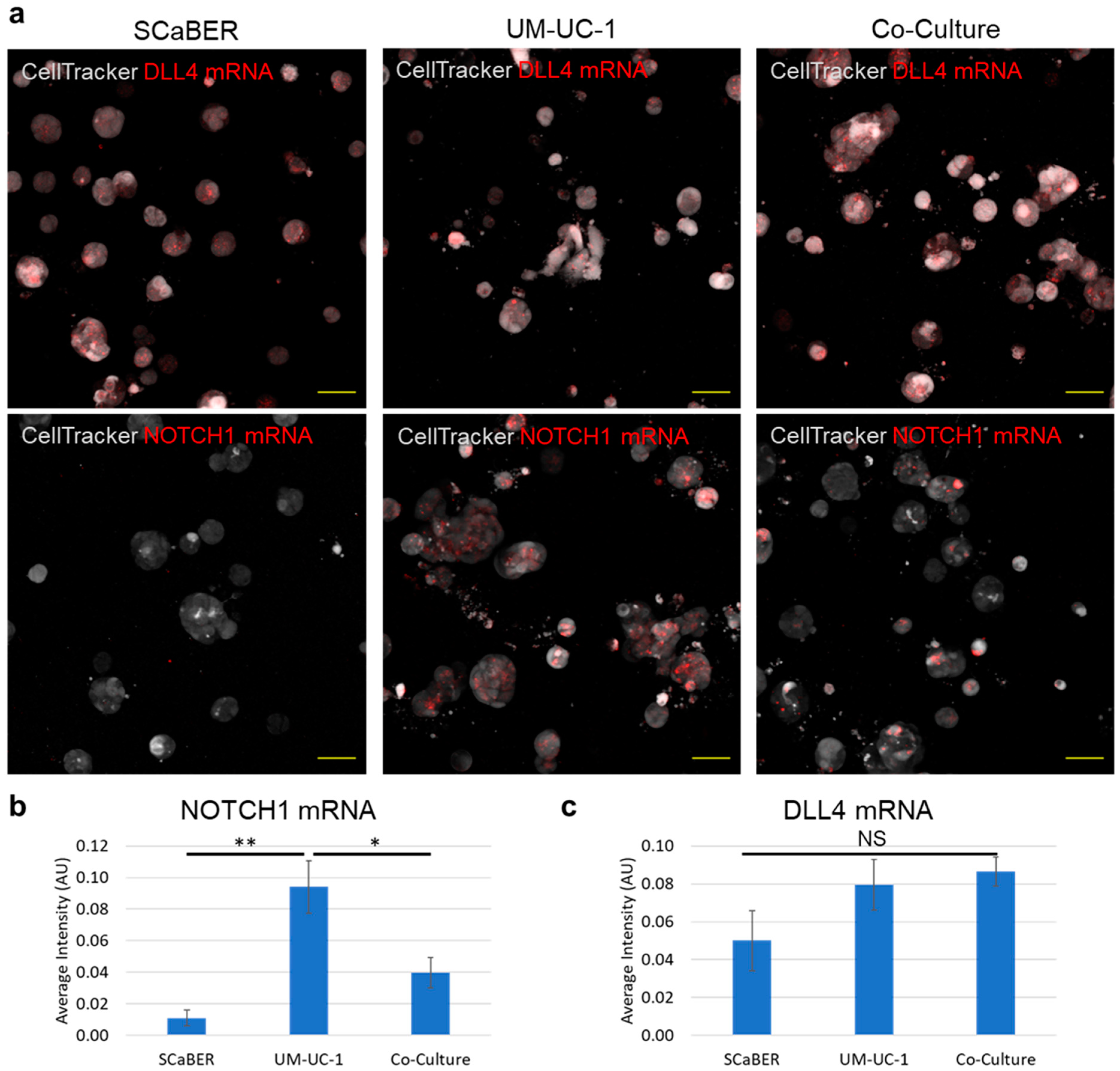 Cells 10 03084 g003 Cells 10 03084 g003