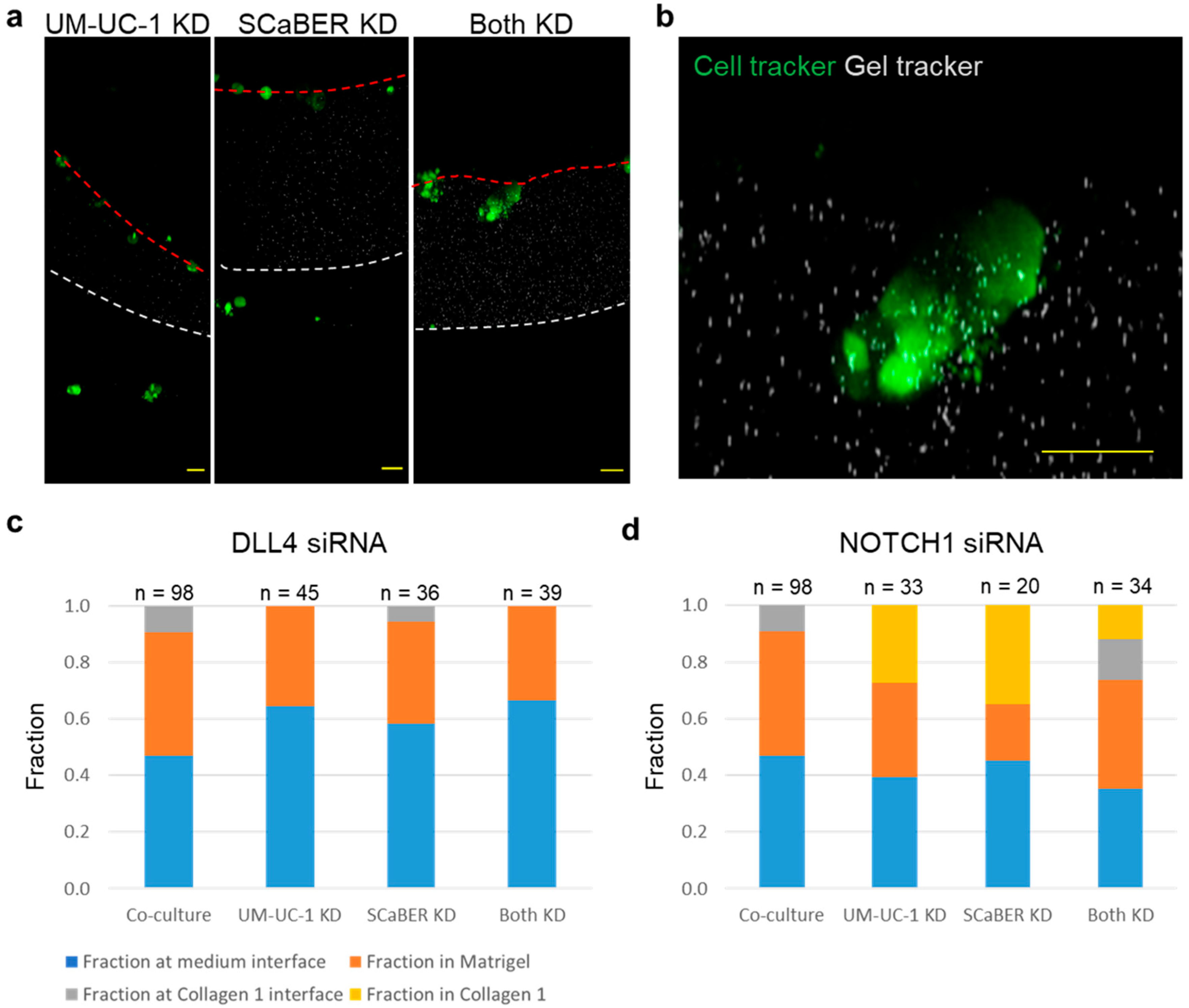 Cells 10 03084 g004 Cells 10 03084 g004