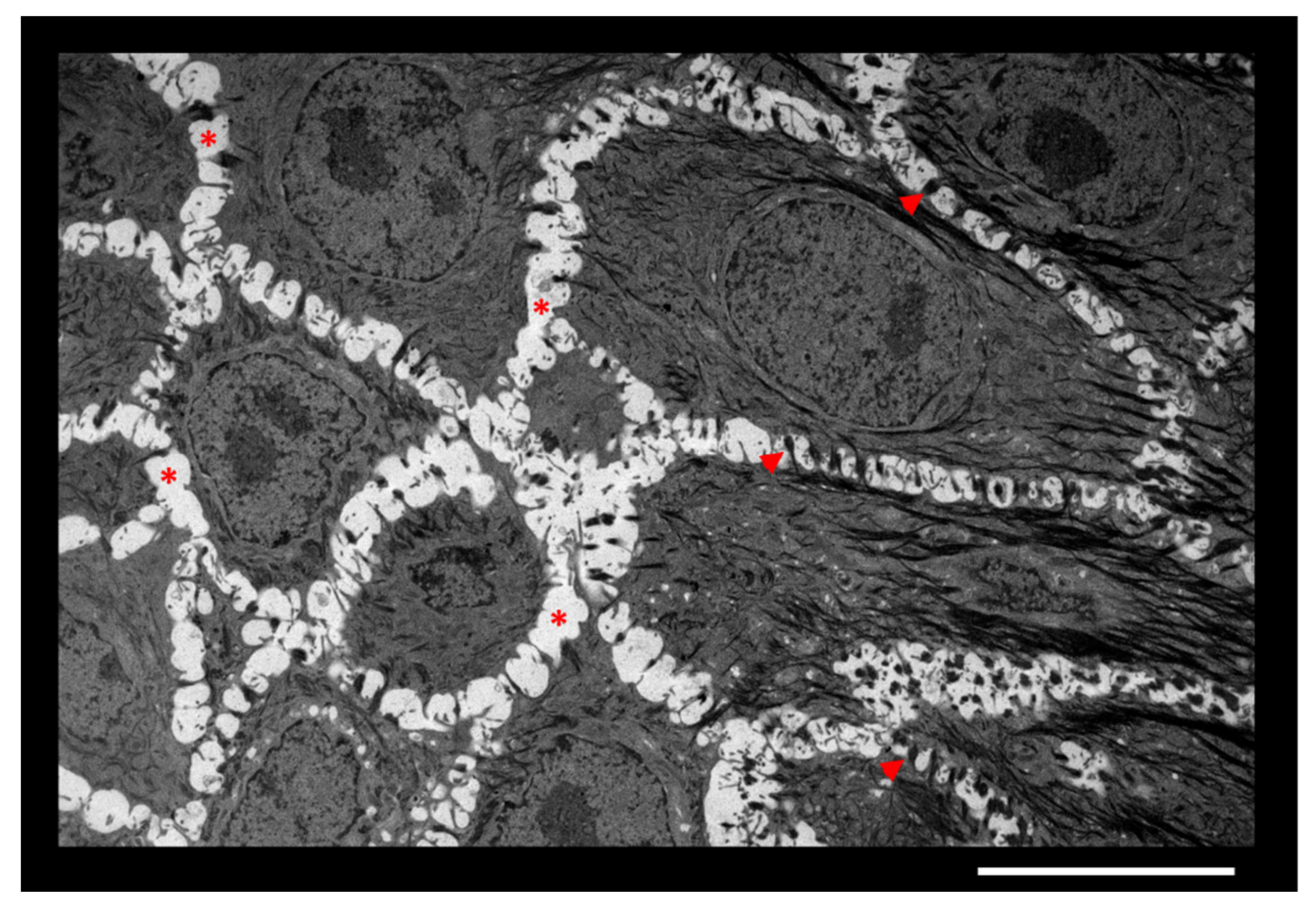Cells 10 03096 g001 Cells 10 03096 g001