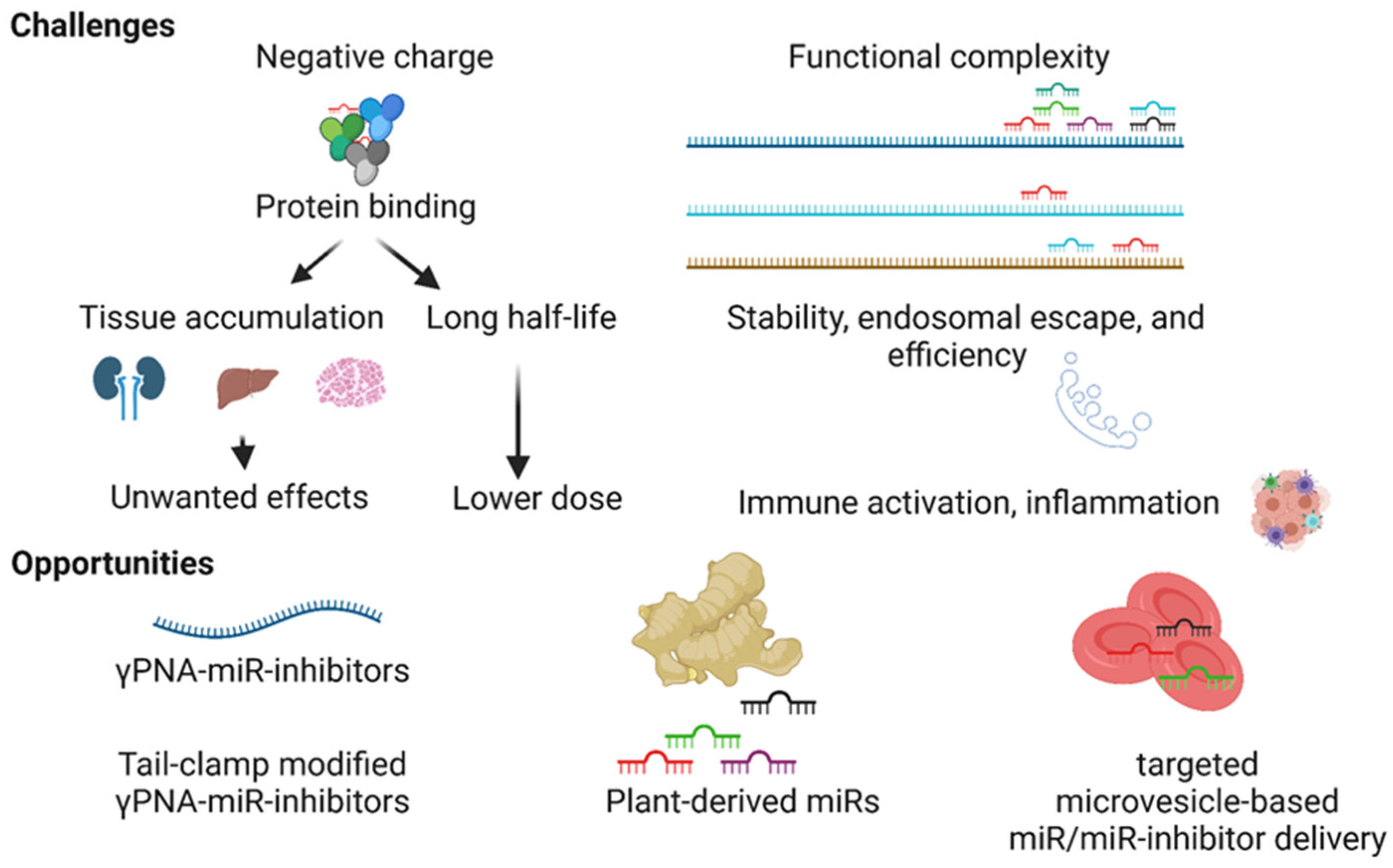 Cells 10 03097 g004 Cells 10 03097 g004