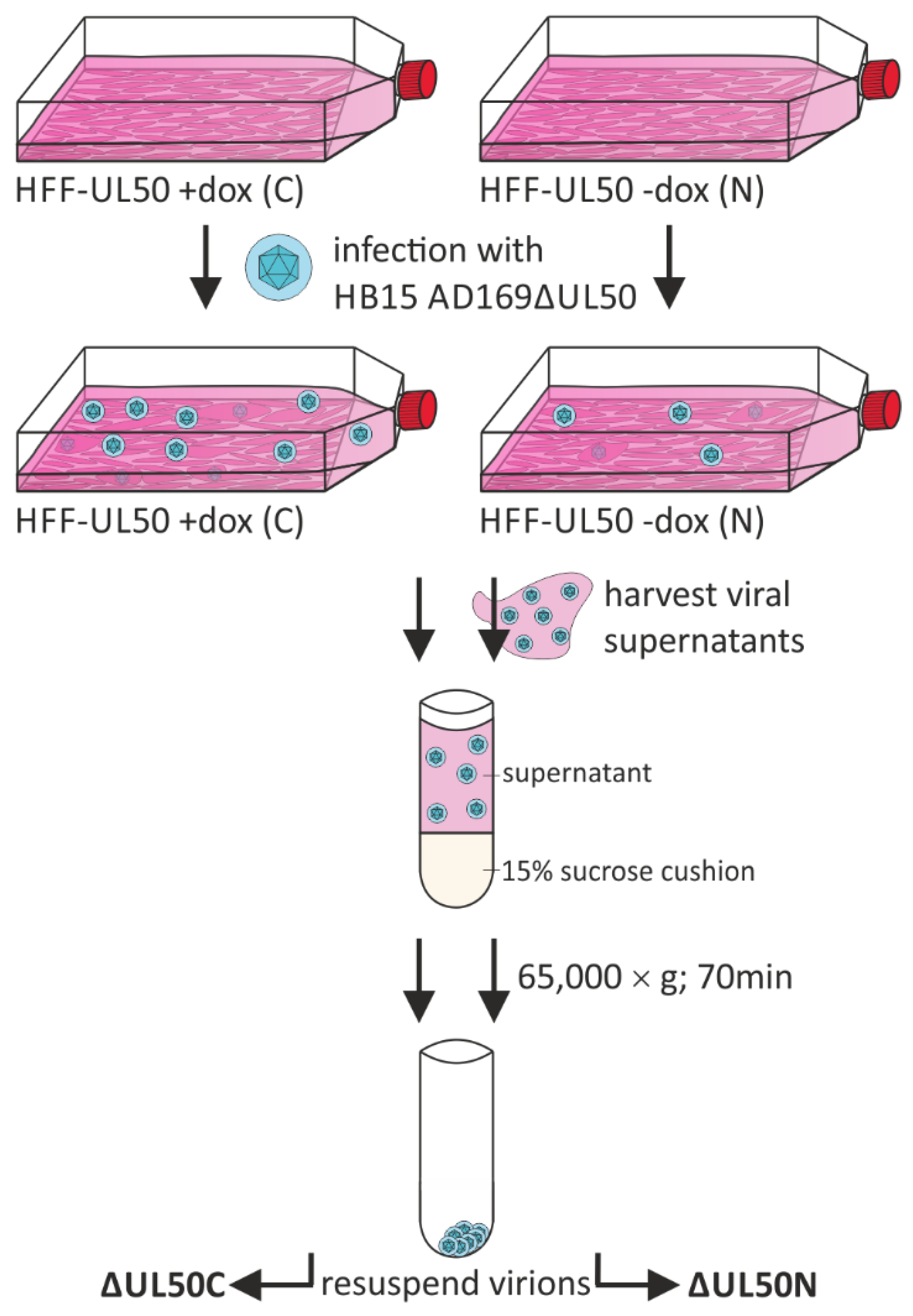 Cells 10 03119 g001