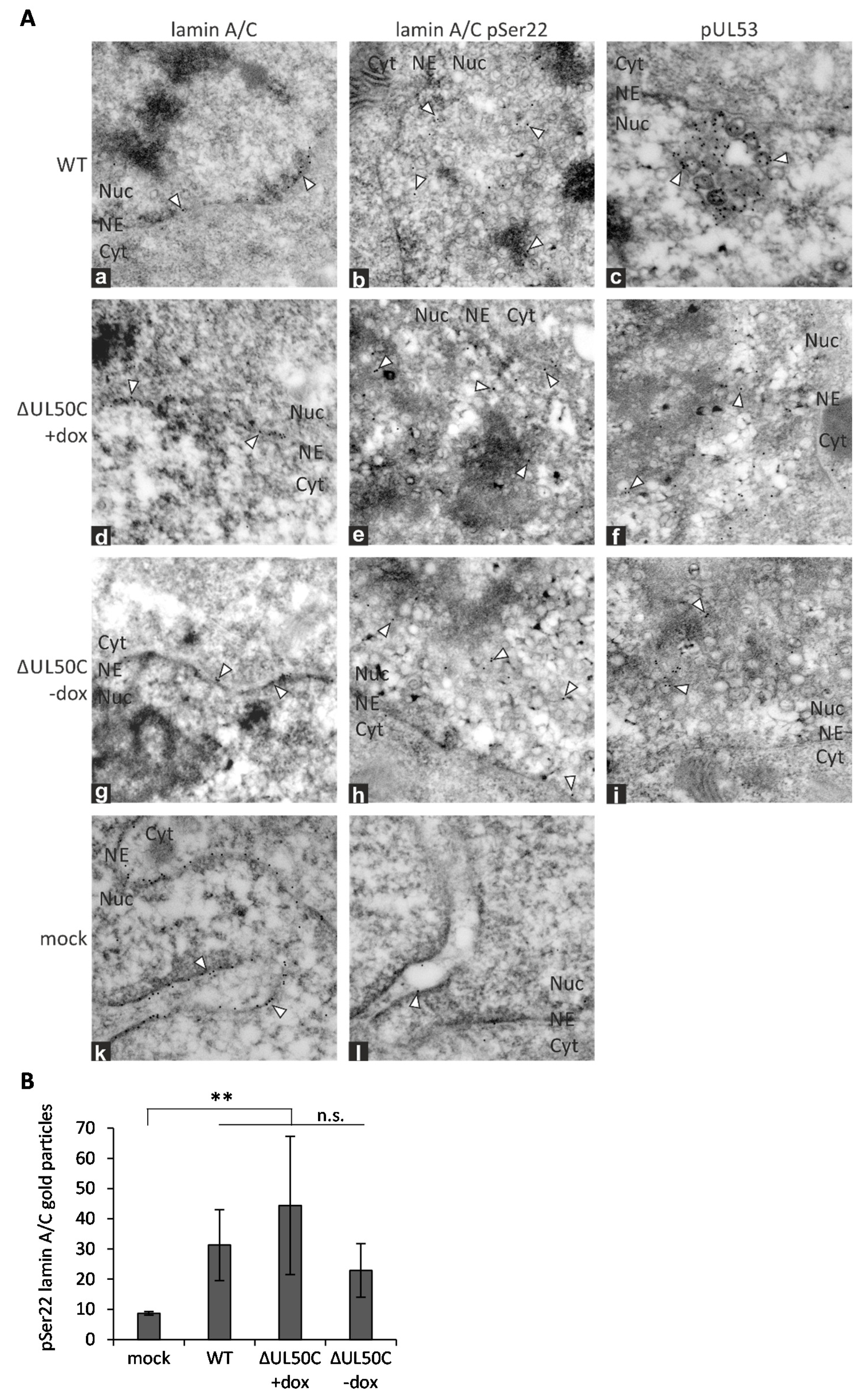 Cells 10 03119 g003