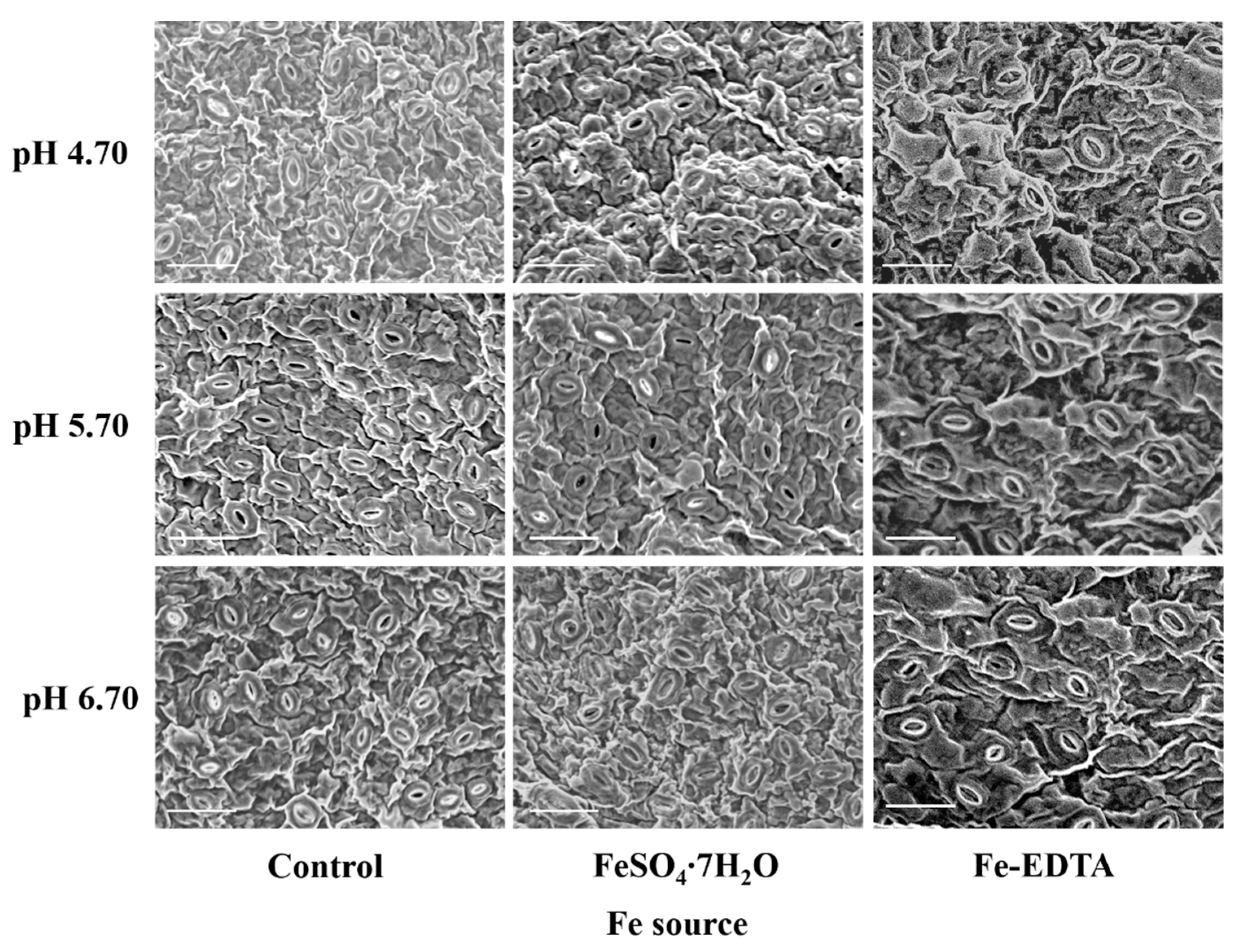 Cells 10 03151 g004