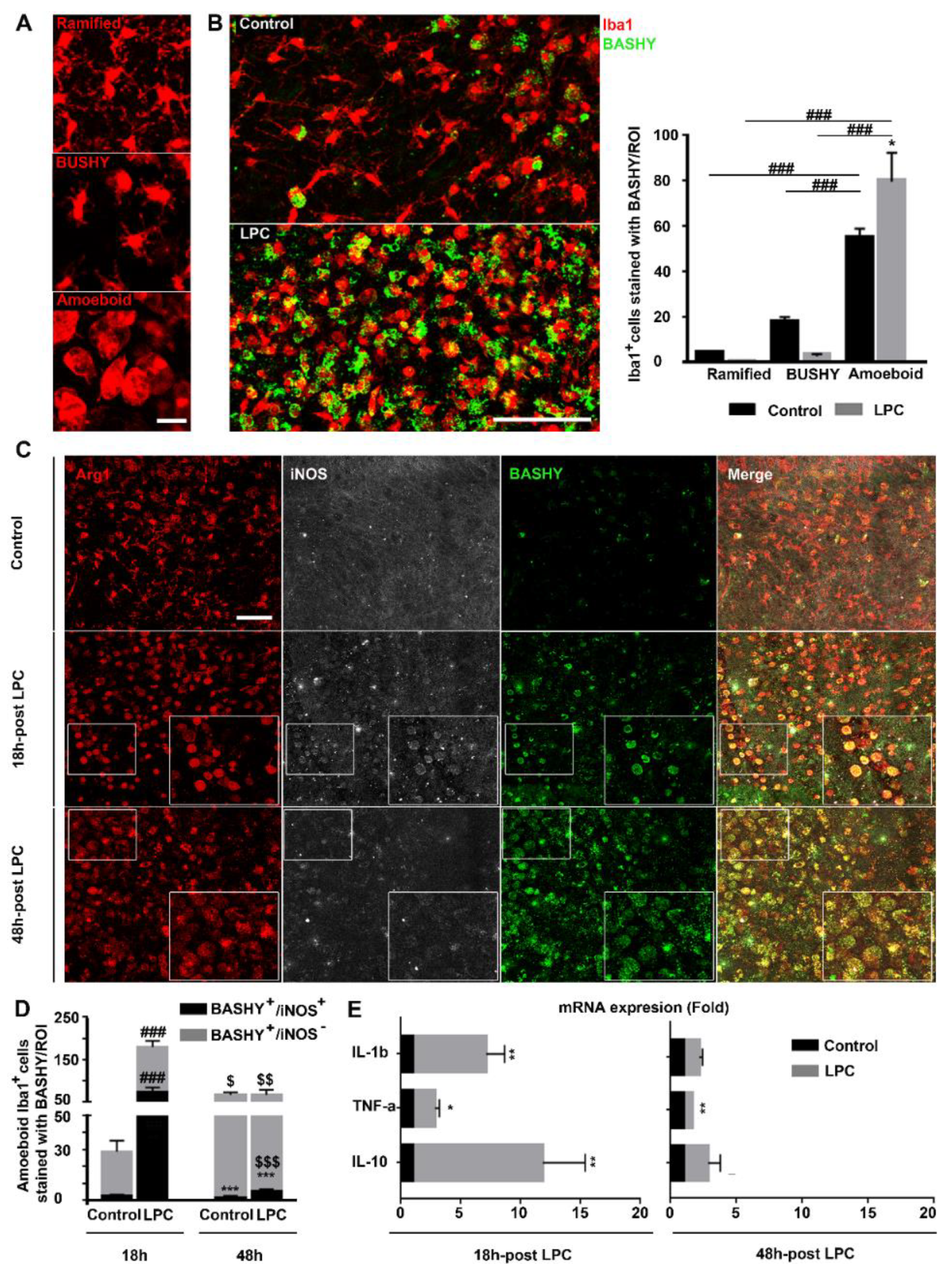 Cells 10 03163 g003 Cells 10 03163 g003