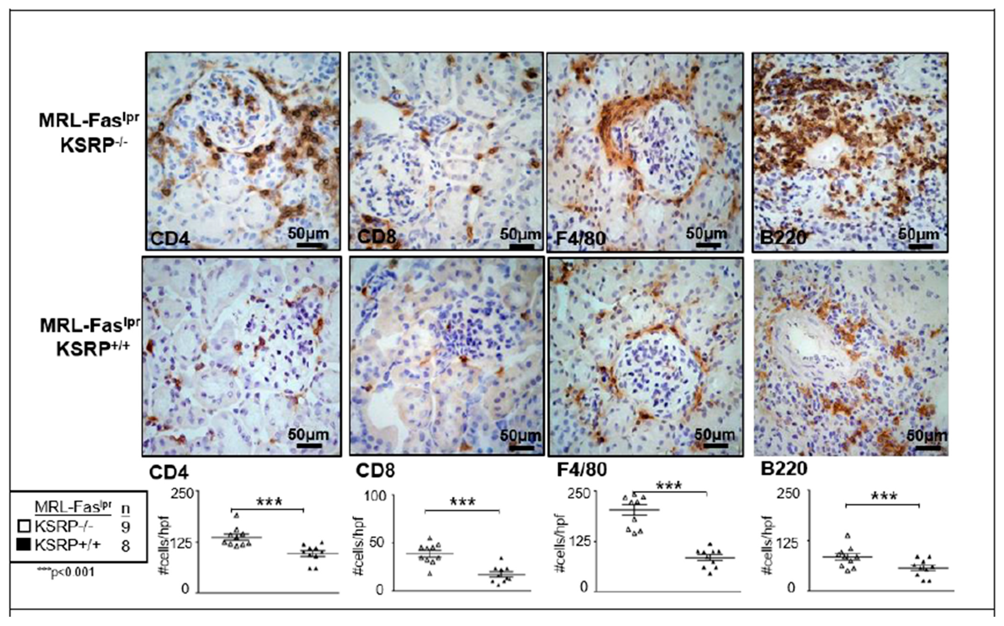 Cells 10 03167 g002 Cells 10 03167 g002
