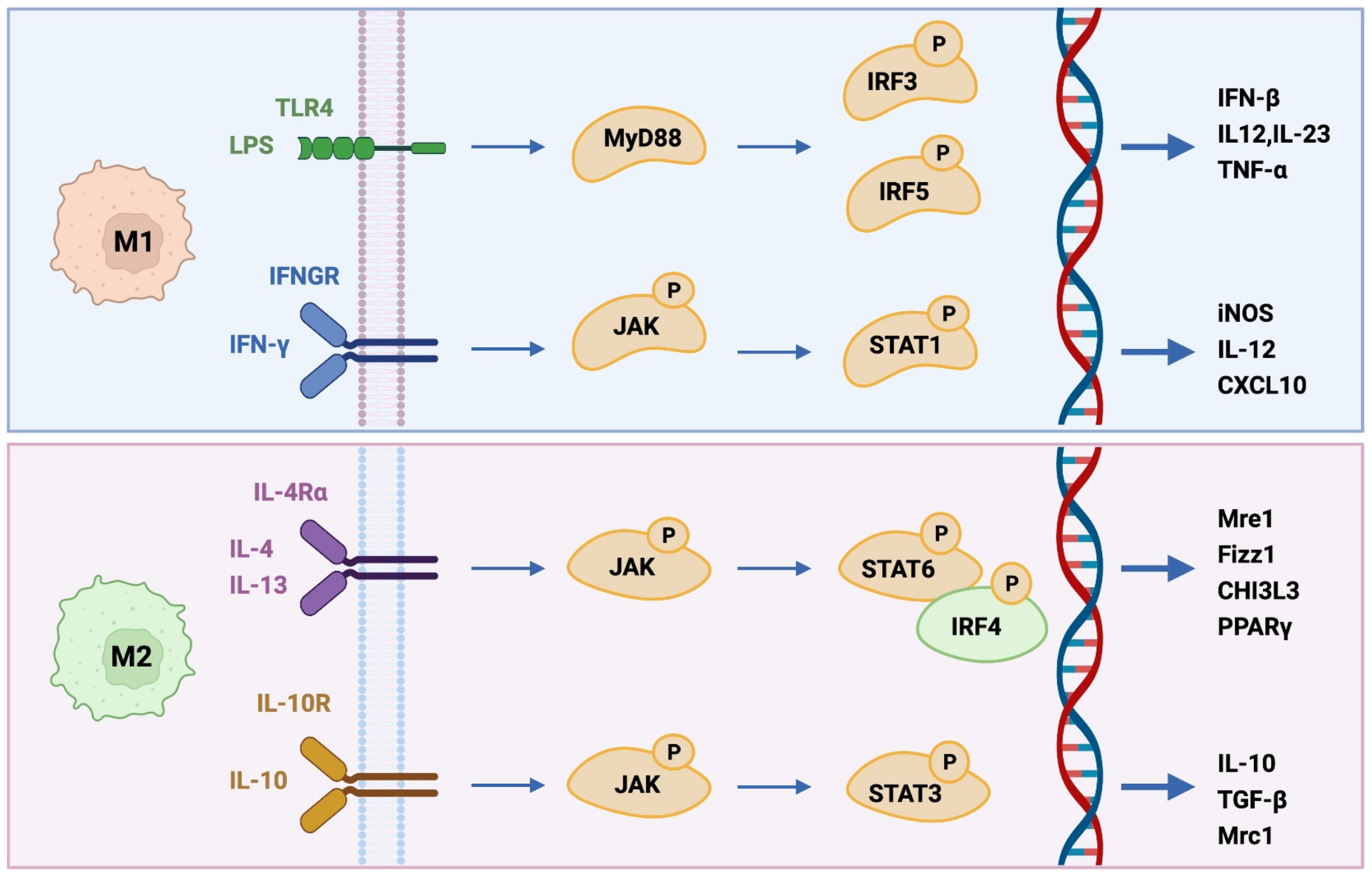 Cells 10 03194 g001 Cells 10 03194 g001