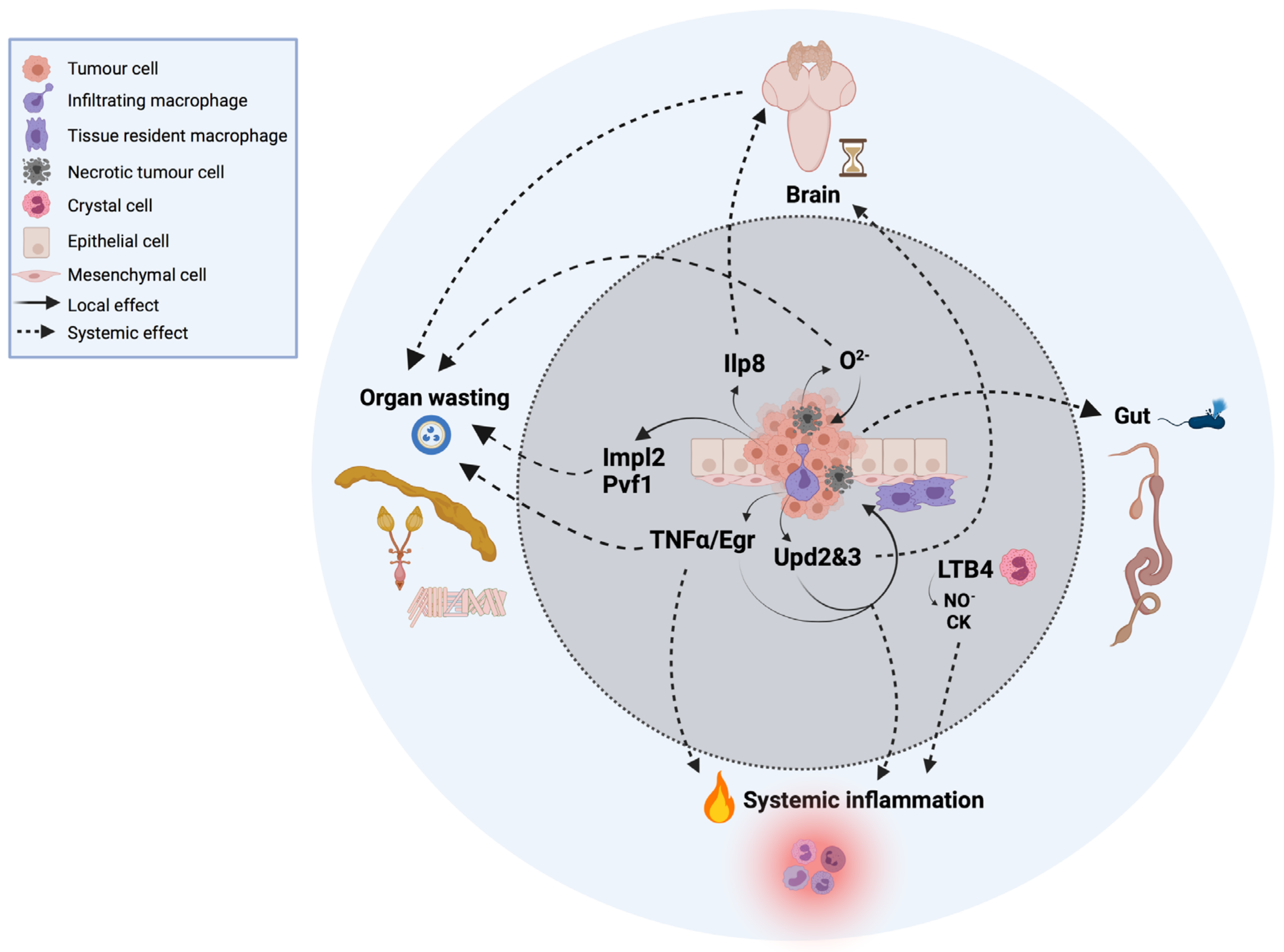 Cells 10 03211 g001 Cells 10 03211 g001