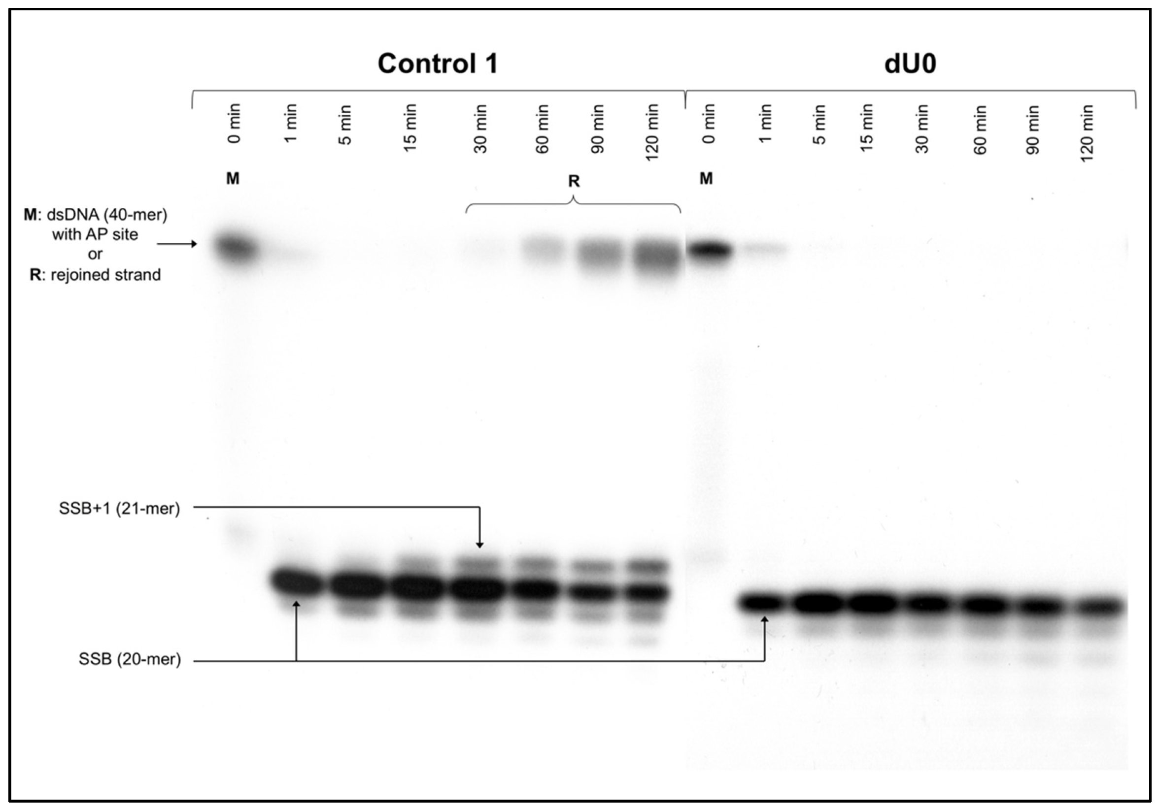 Cells 10 03254 g001