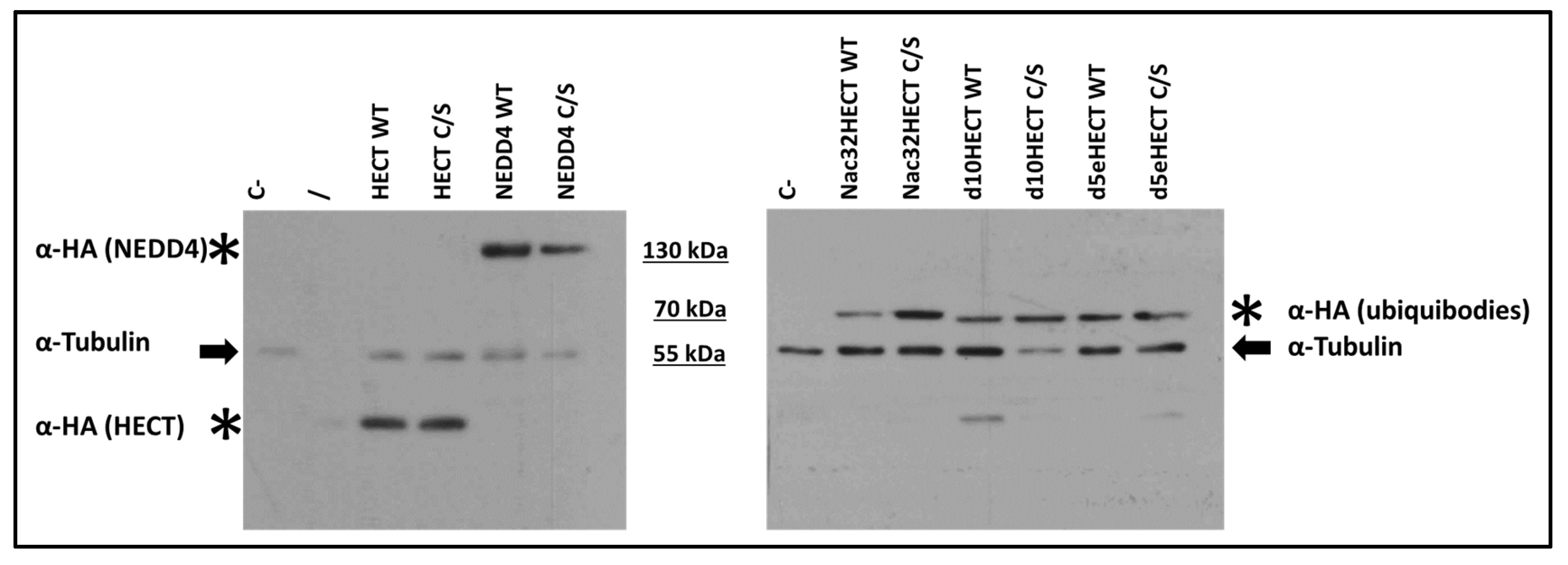 Cells 10 03256 g002 Cells 10 03256 g002