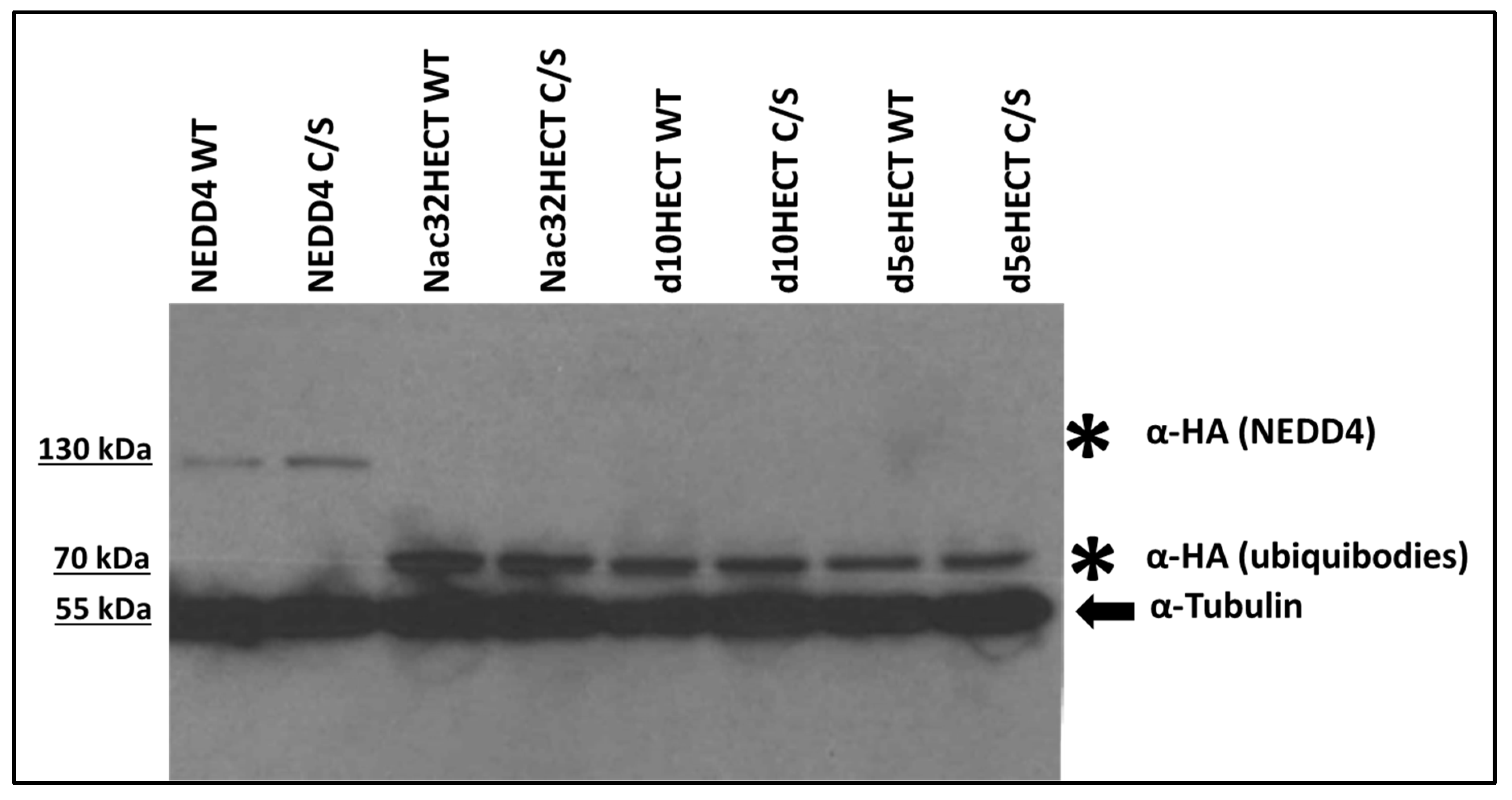 Cells 10 03256 g003 Cells 10 03256 g003