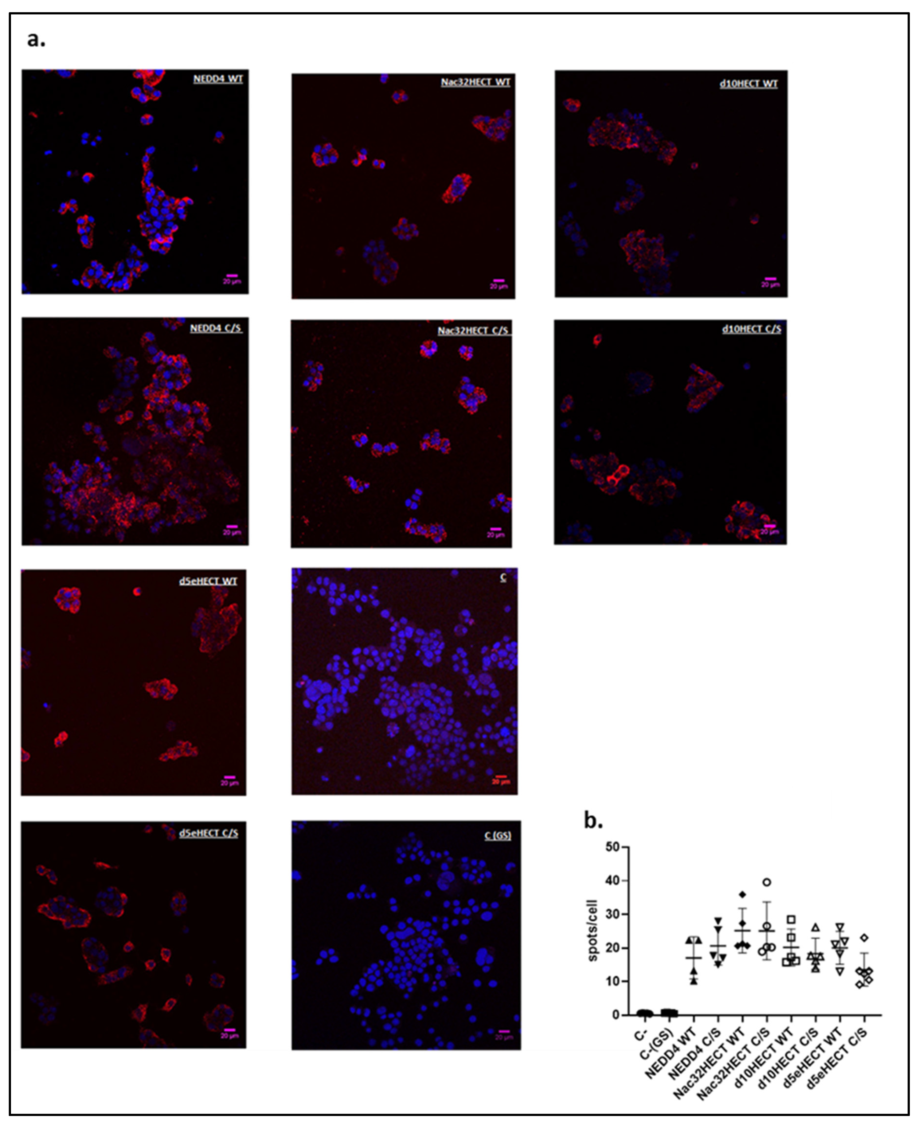 Cells 10 03256 g004 Cells 10 03256 g004