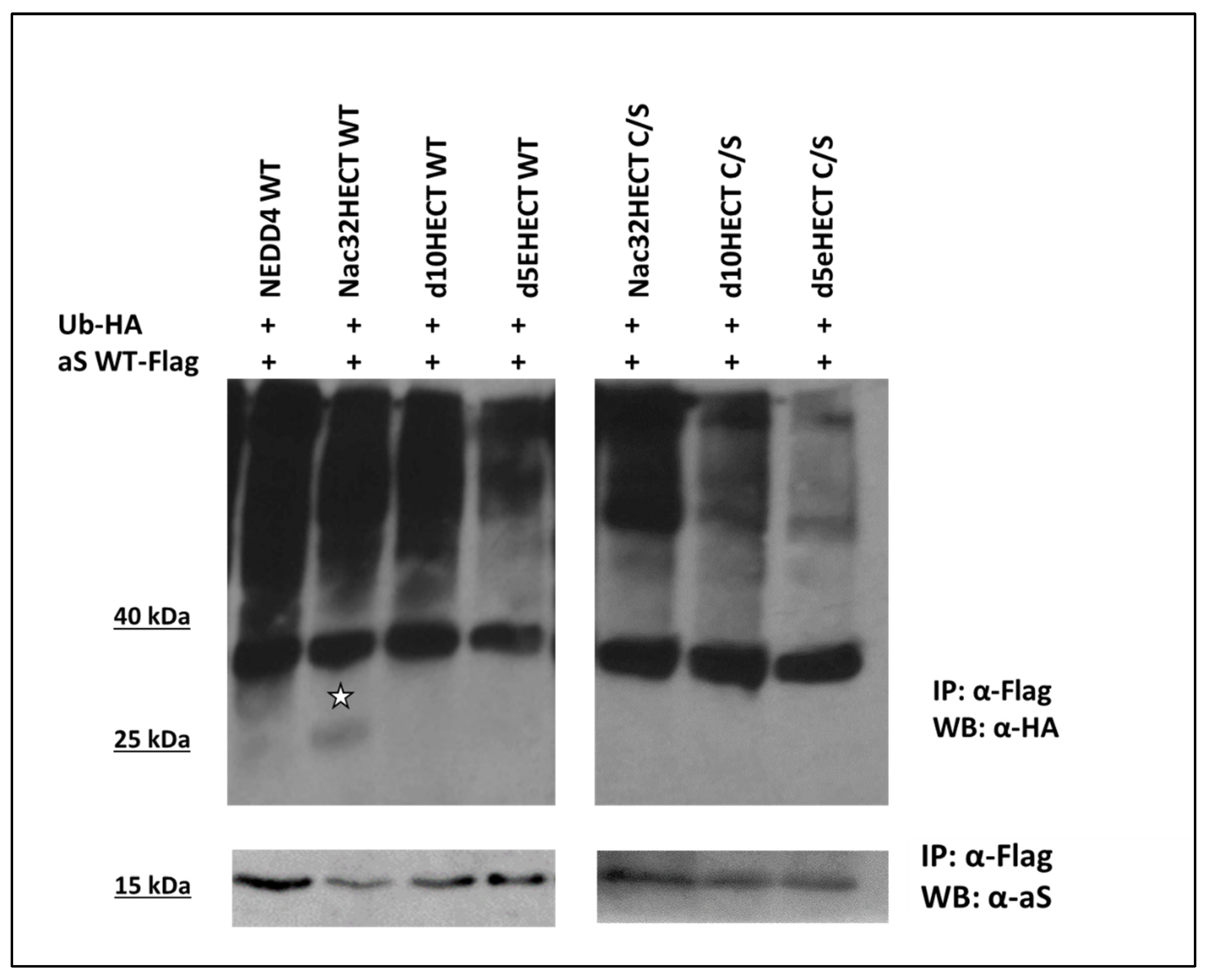 Cells 10 03256 g005 Cells 10 03256 g005