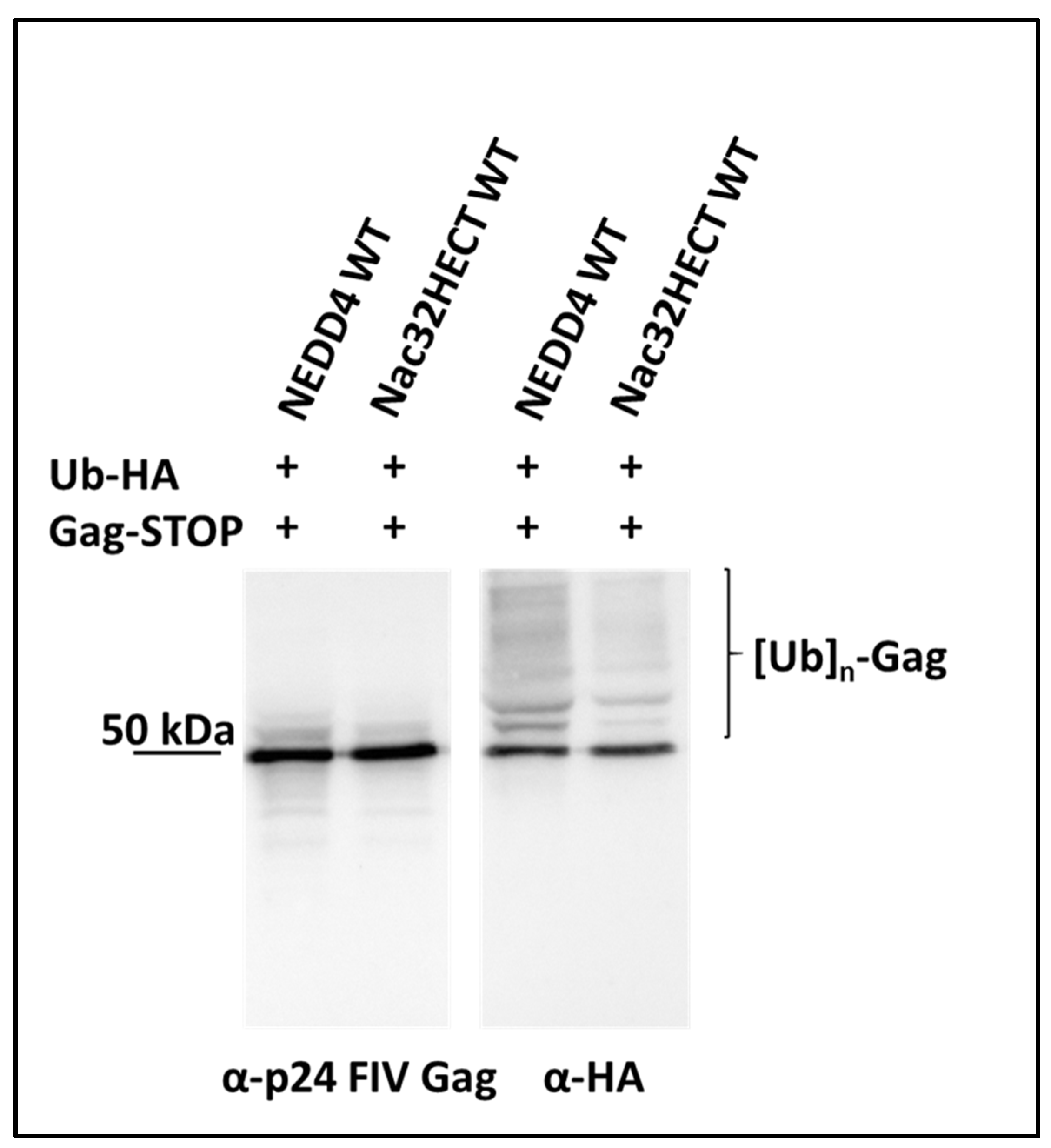 Cells 10 03256 g006 Cells 10 03256 g006