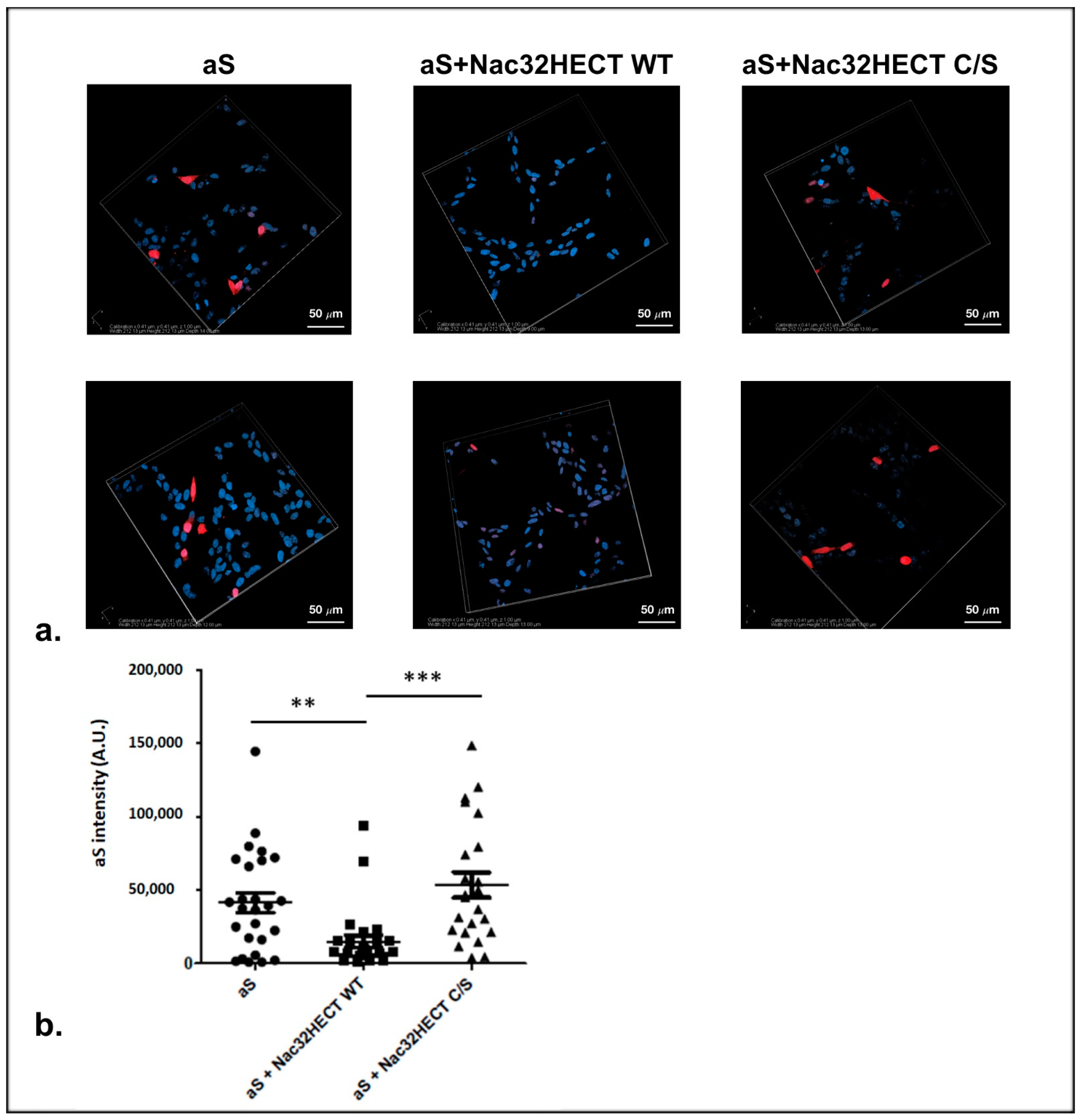 Cells 10 03256 g008 Cells 10 03256 g008