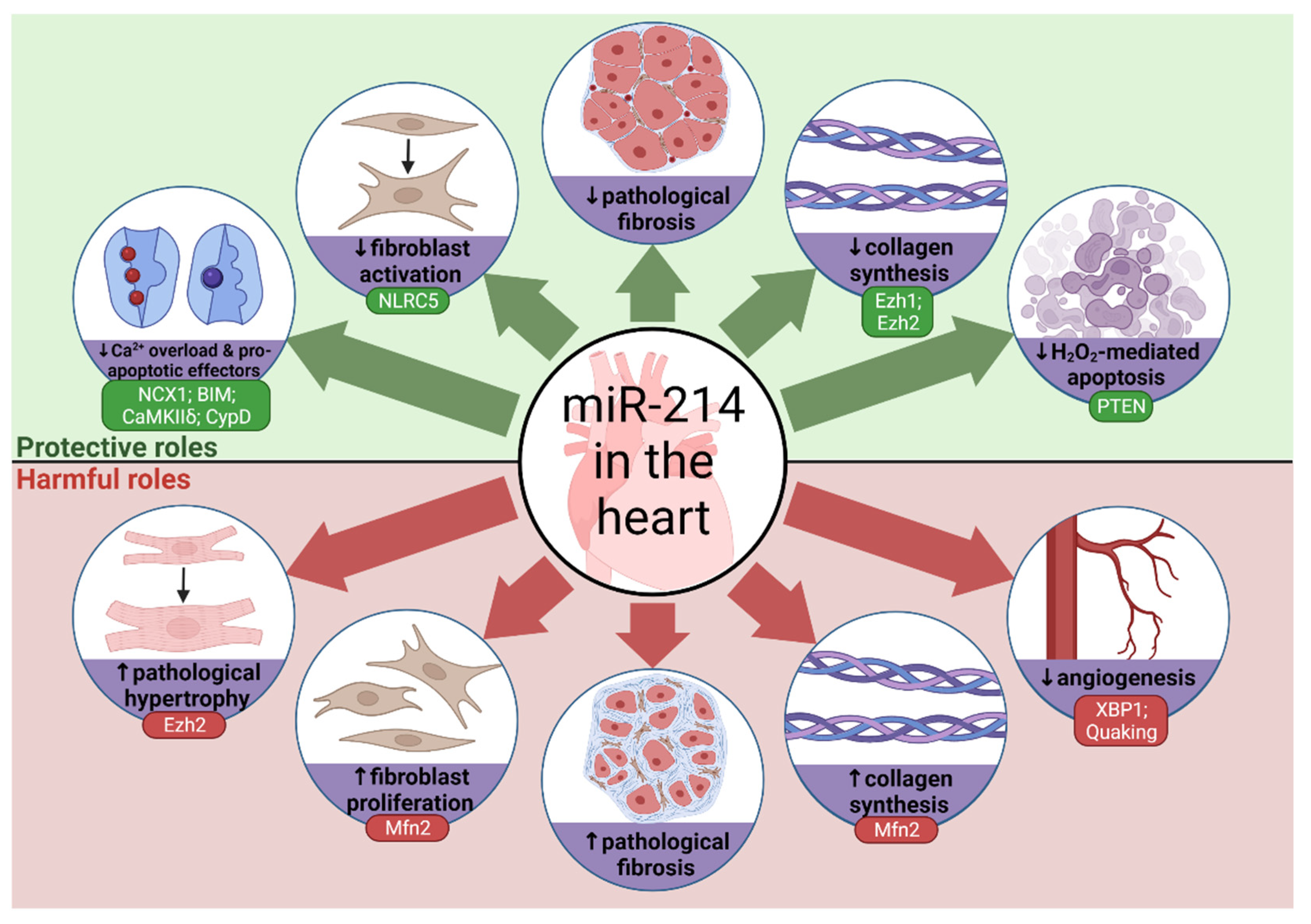 Cells 10 03274 g003 Cells 10 03274 g003