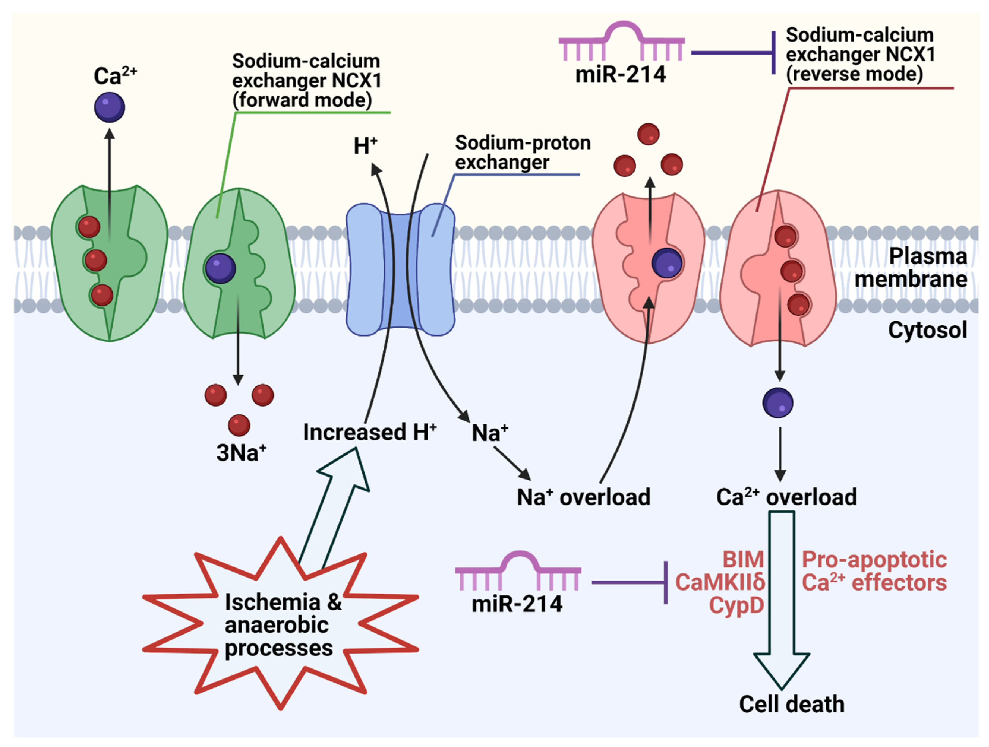 Cells 10 03274 g004 Cells 10 03274 g004