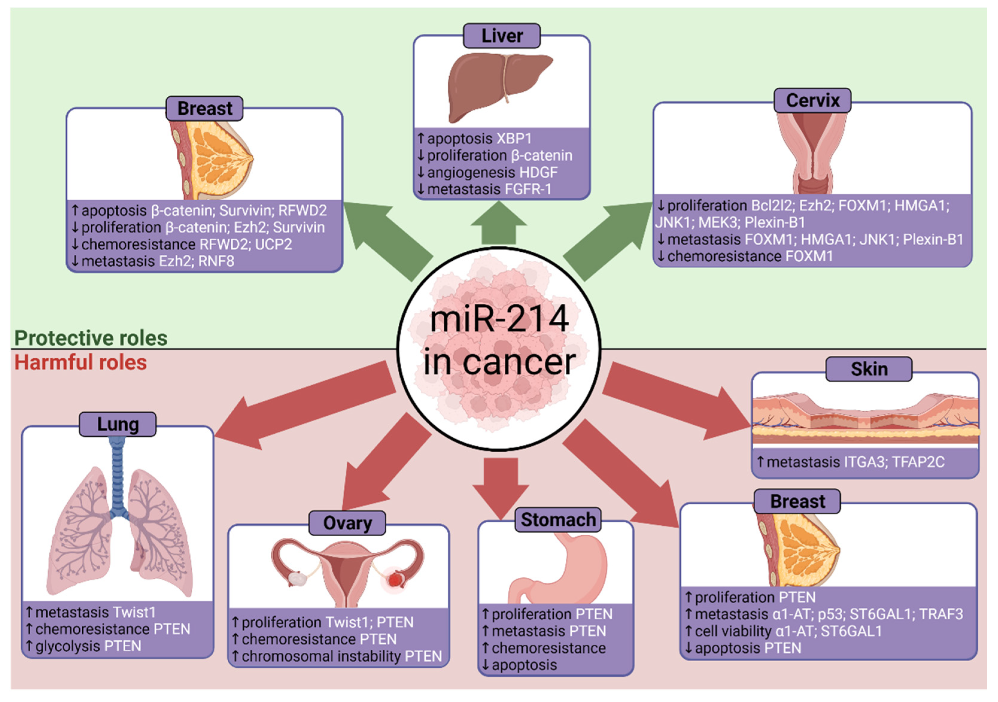 Cells 10 03274 g005 Cells 10 03274 g005