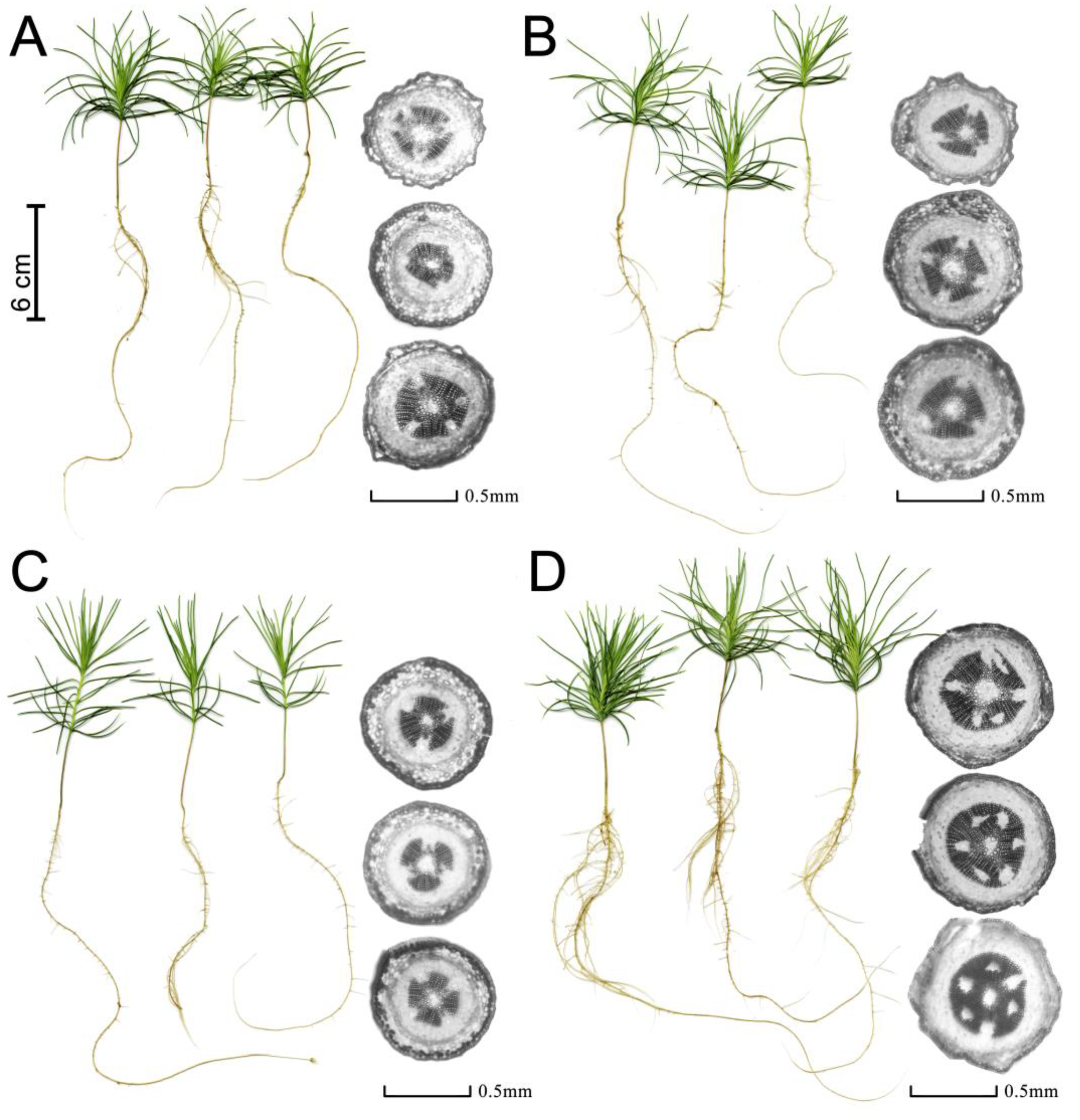 Cells 10 03284 g002 Cells 10 03284 g002