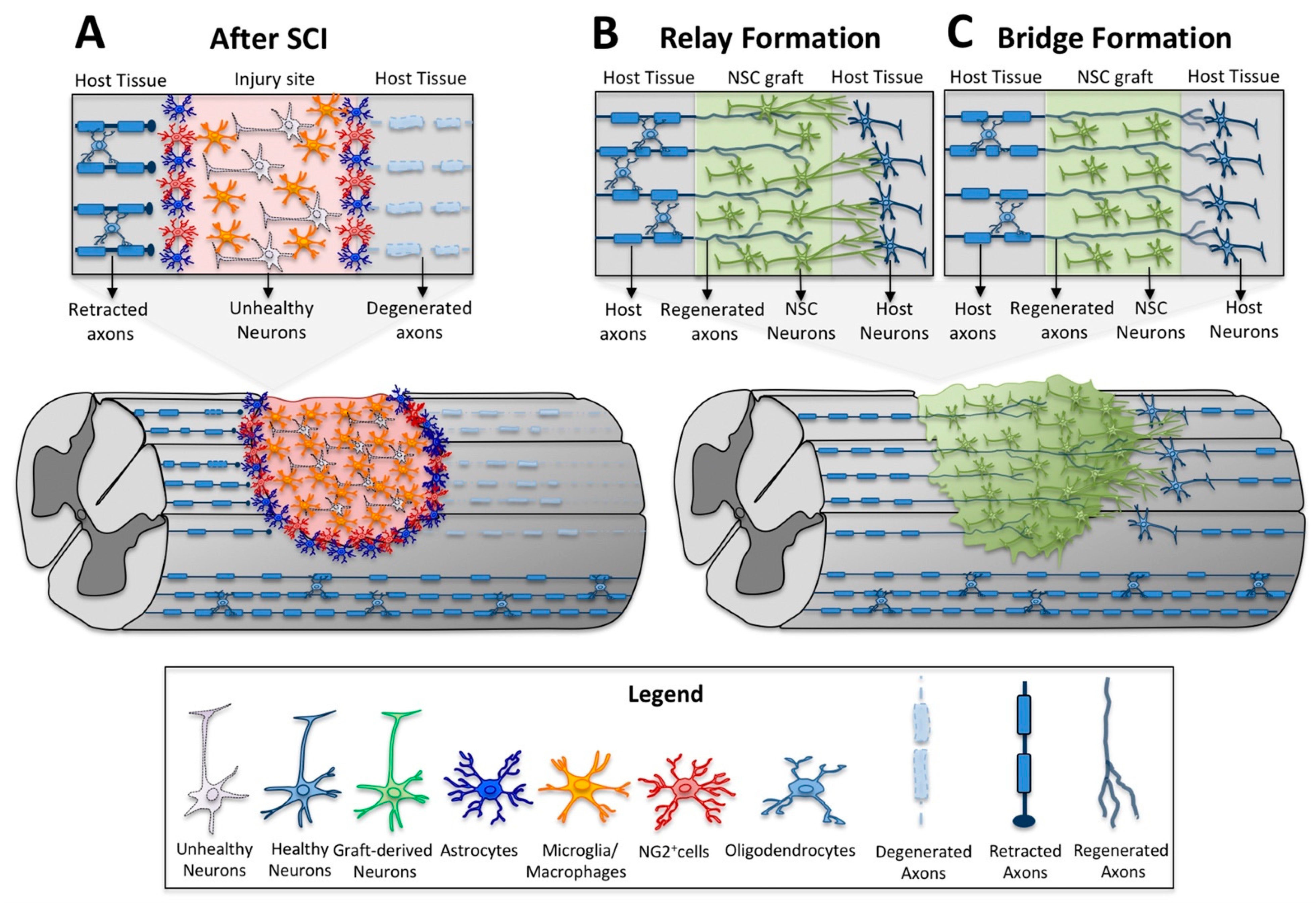 Cells 10 03296 g001