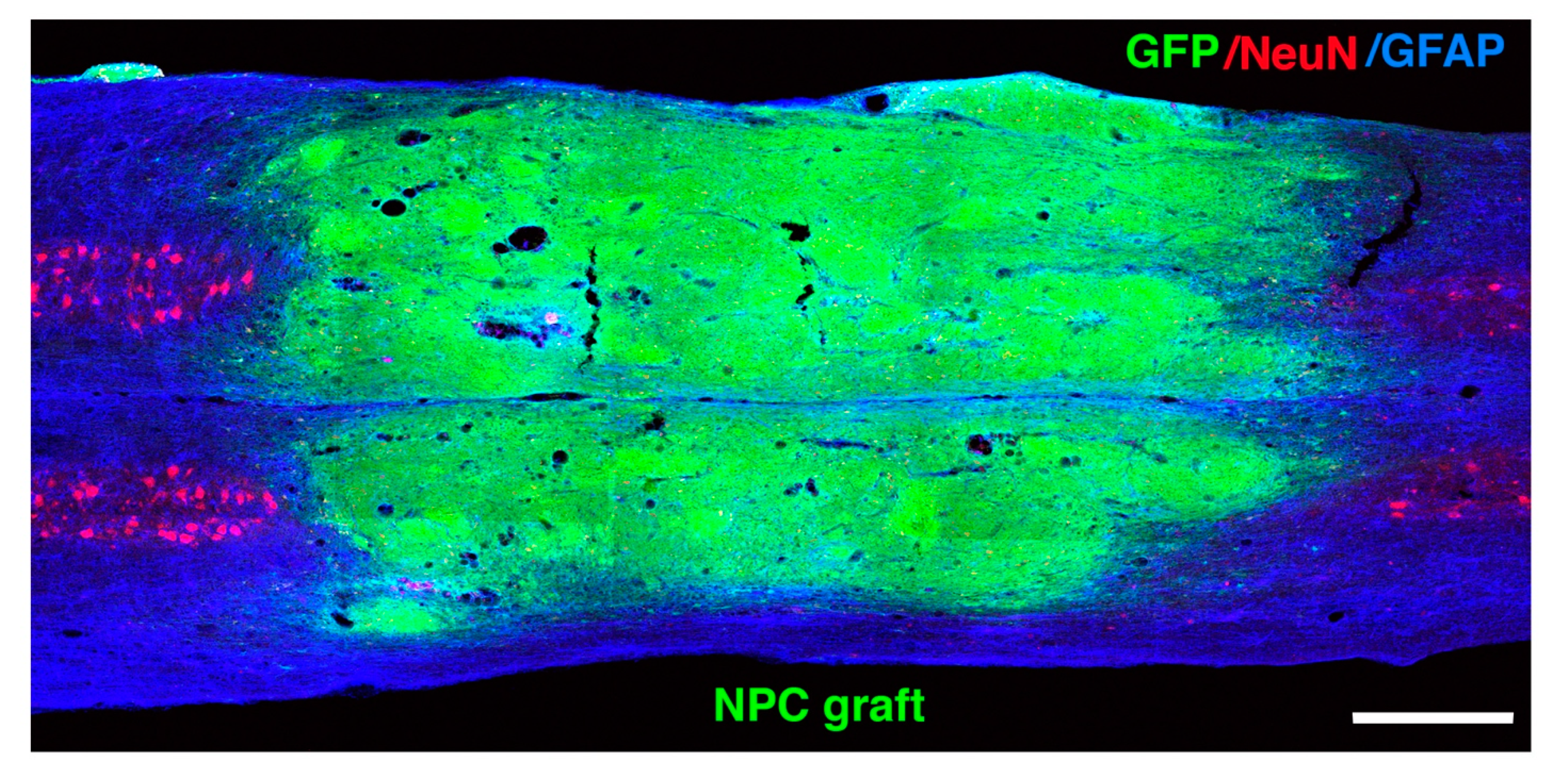Cells 10 03296 g002