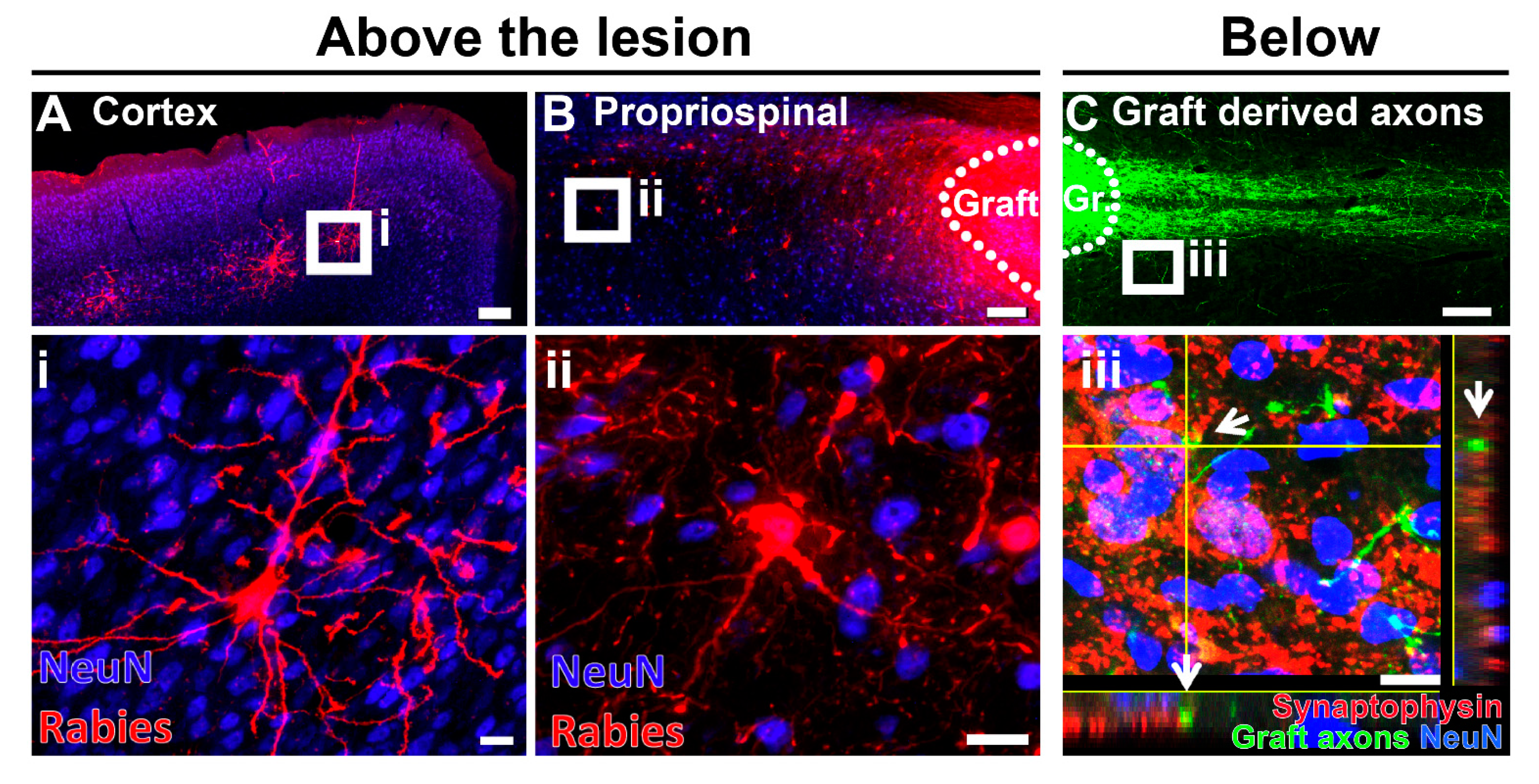 Cells 10 03296 g005