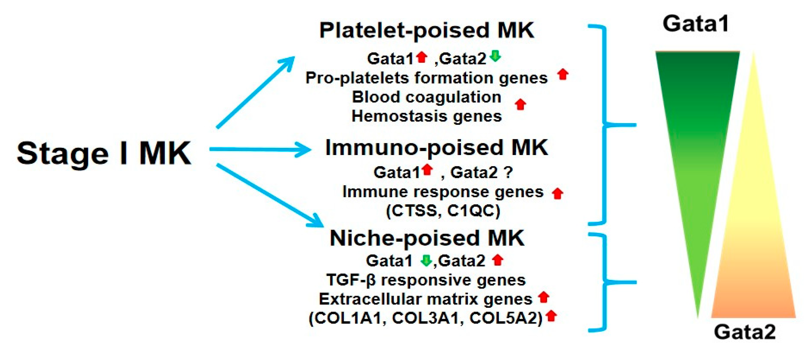 Cells 10 03302 g001 Cells 10 03302 g001