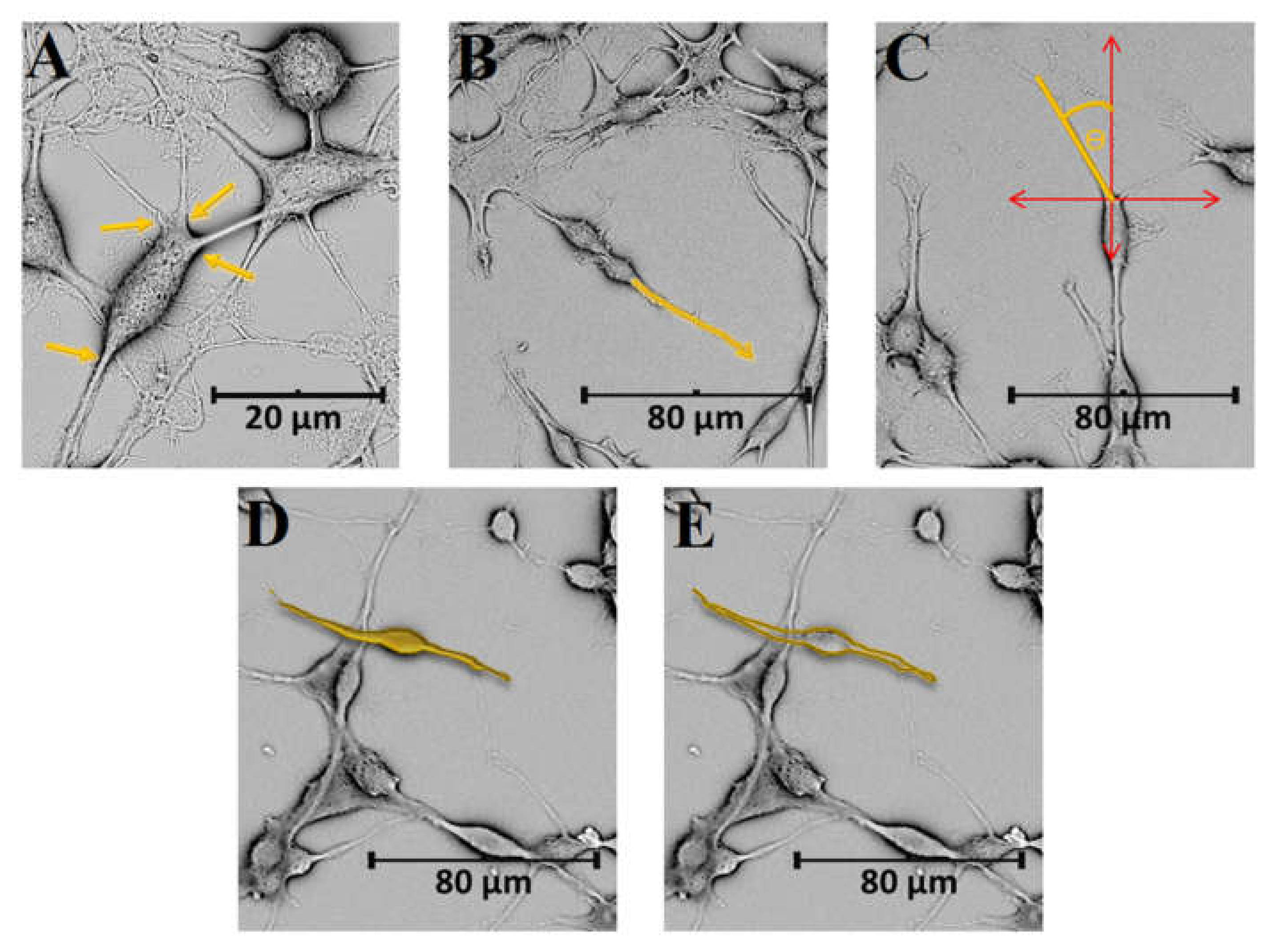 Cells 10 03304 g003 Cells 10 03304 g003