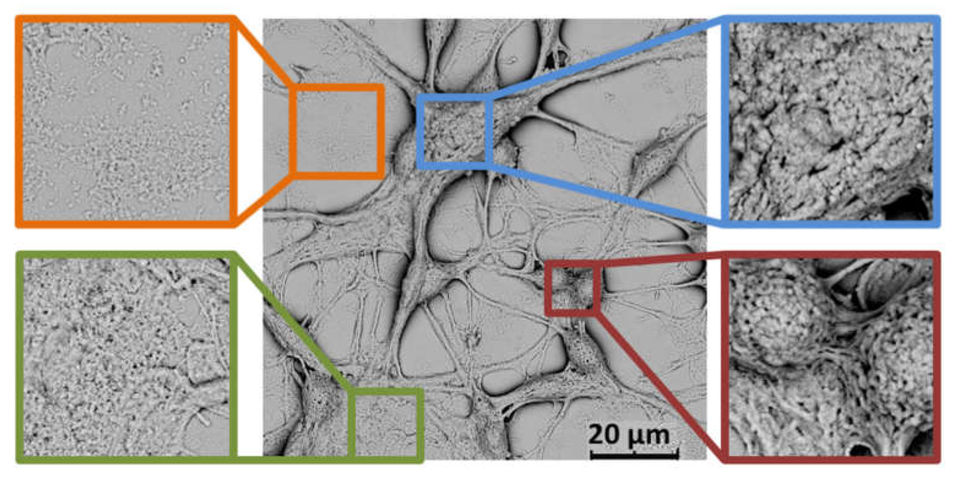 Cells 10 03304 g005 Cells 10 03304 g005