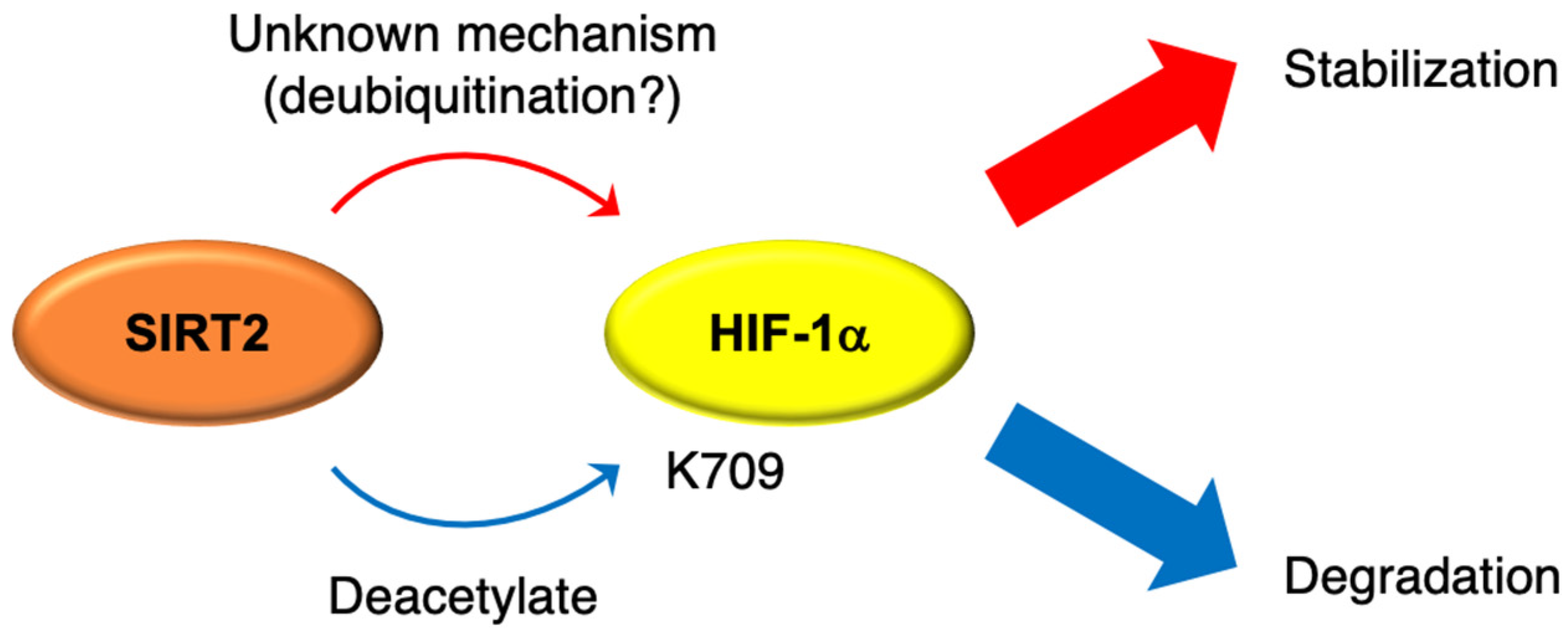 Cells 10 03316 g001 Cells 10 03316 g001