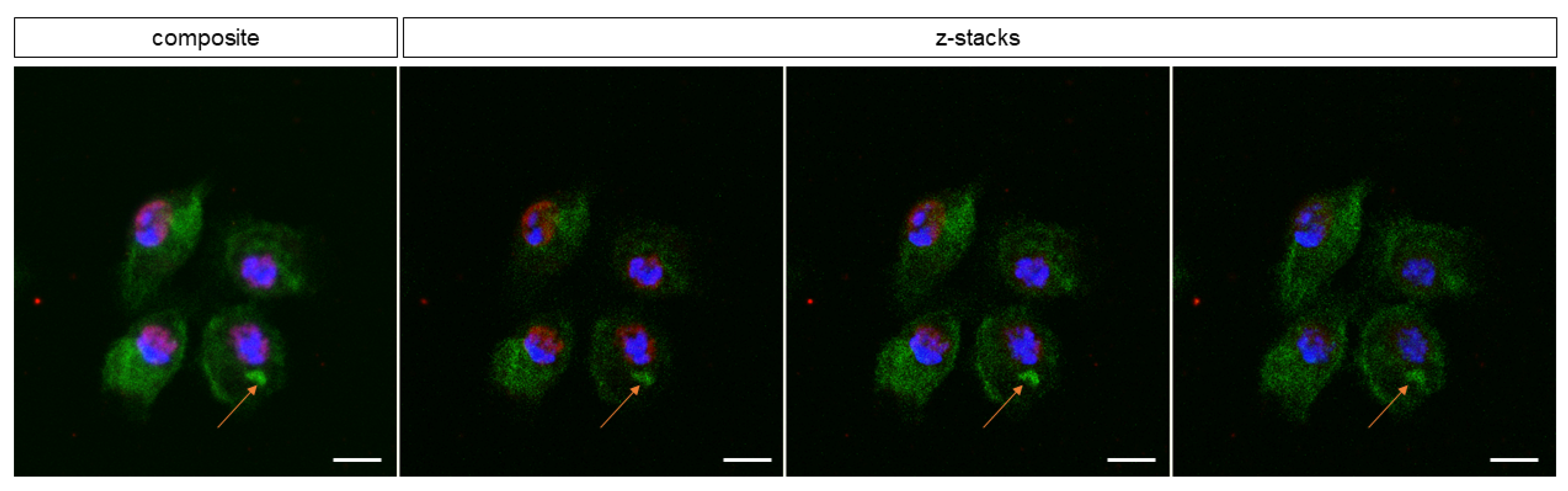 Cells 10 03320 g007 Cells 10 03320 g007