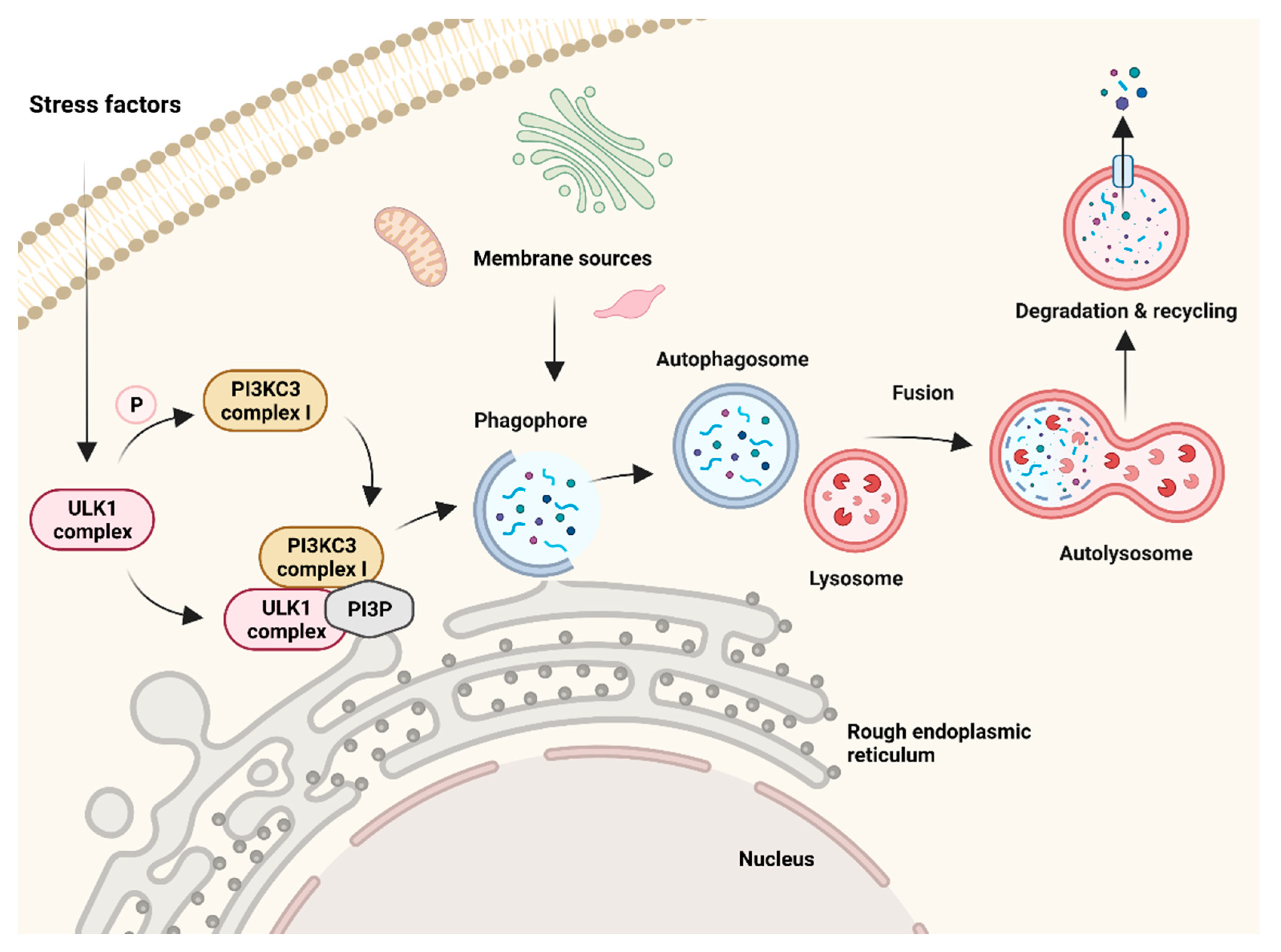 Cells 10 03341 g002 Cells 10 03341 g002