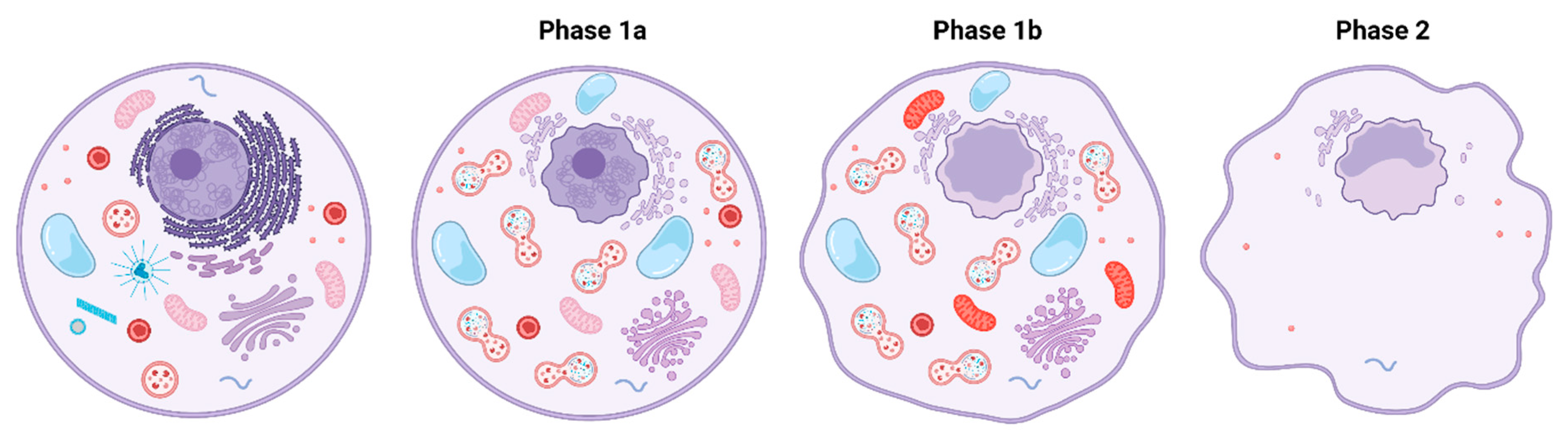 Cells 10 03341 g003 Cells 10 03341 g003