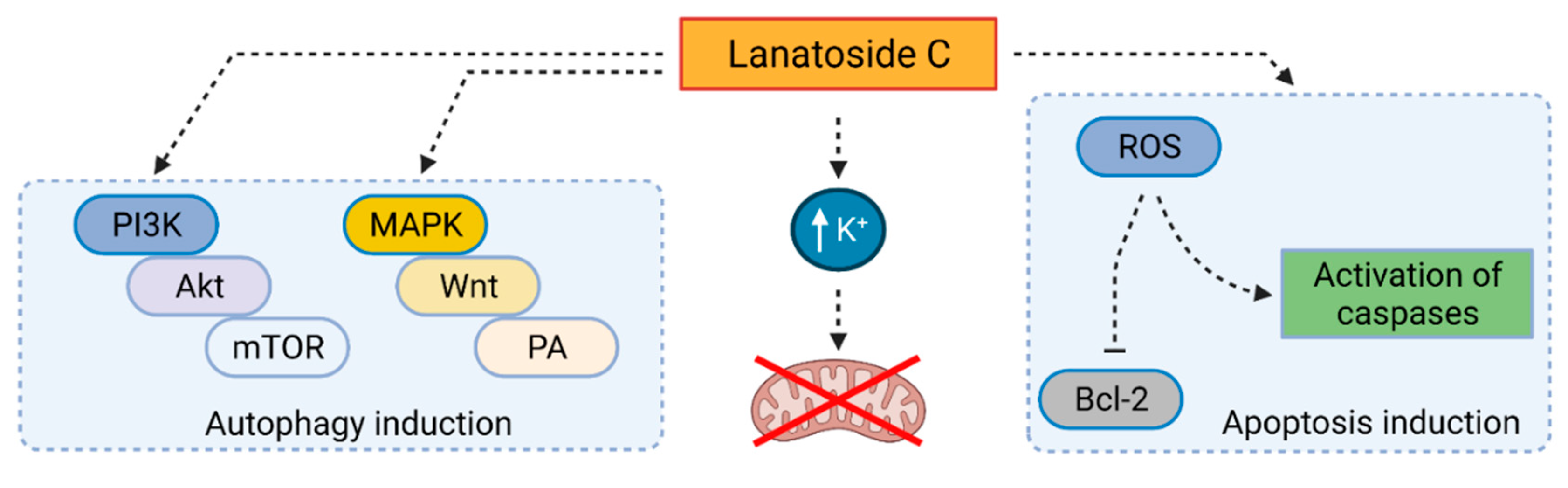 Cells 10 03341 g007 Cells 10 03341 g007