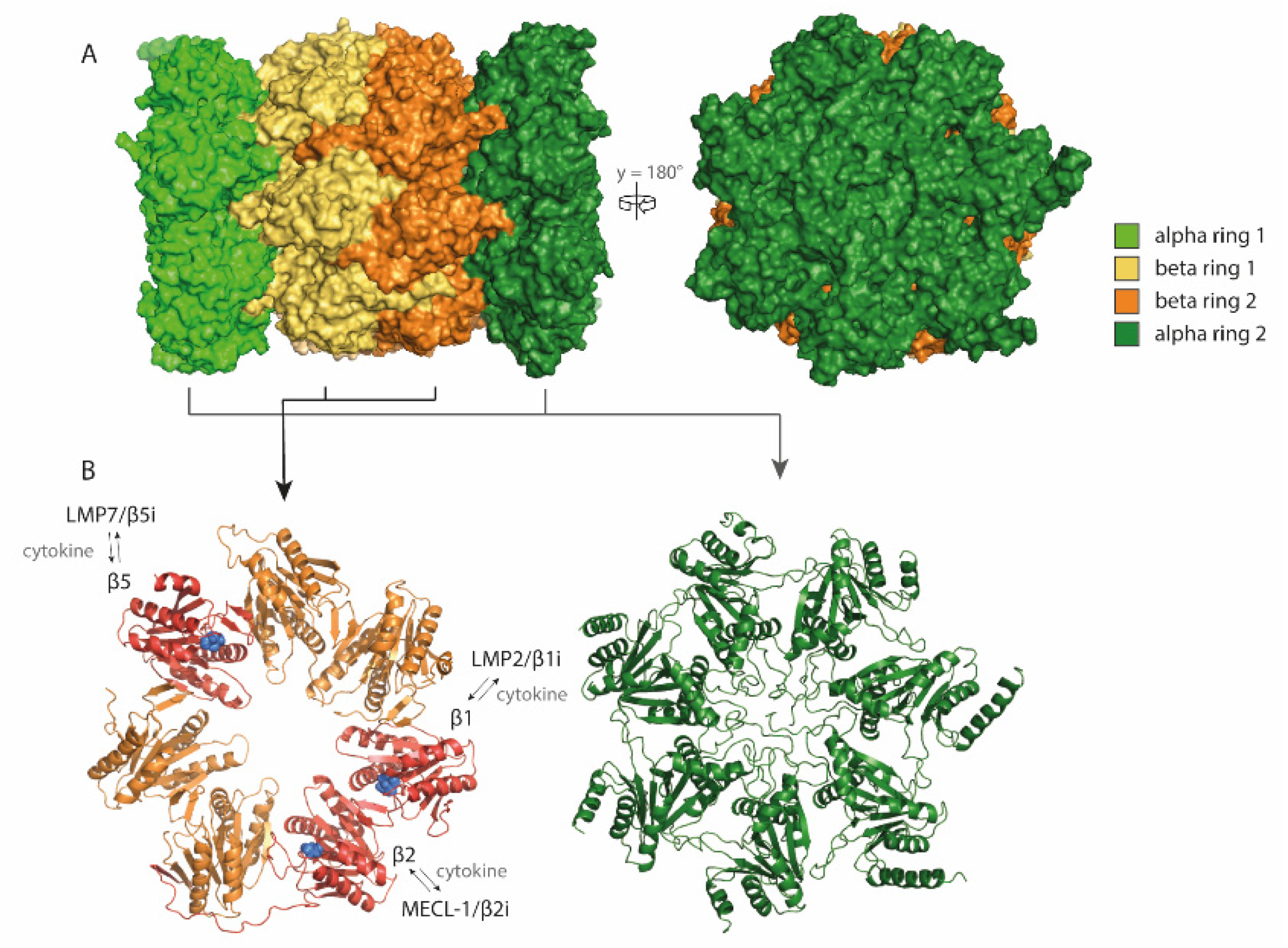 Cells 10 03360 g001 Cells 10 03360 g001