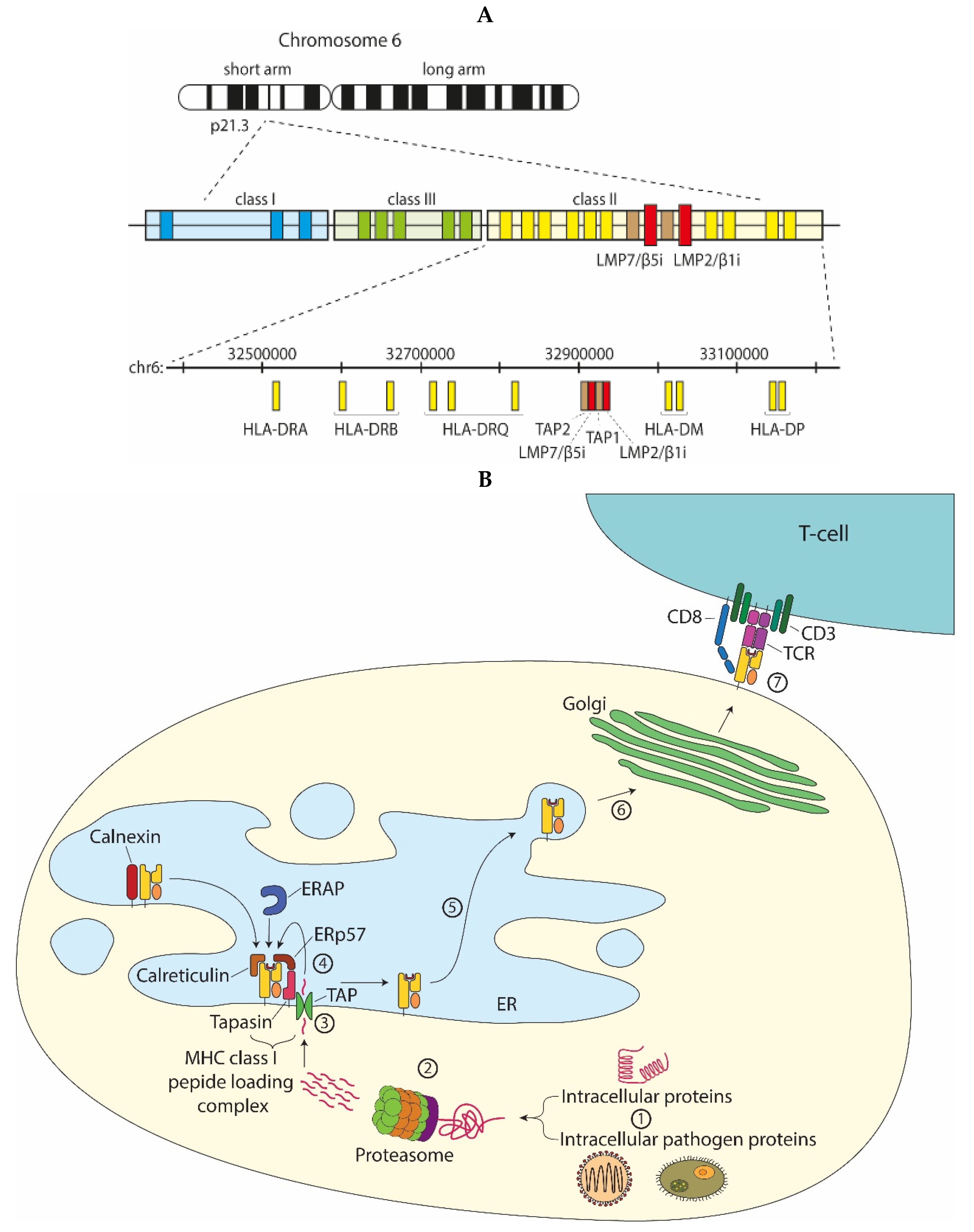 Cells 10 03360 g003 Cells 10 03360 g003