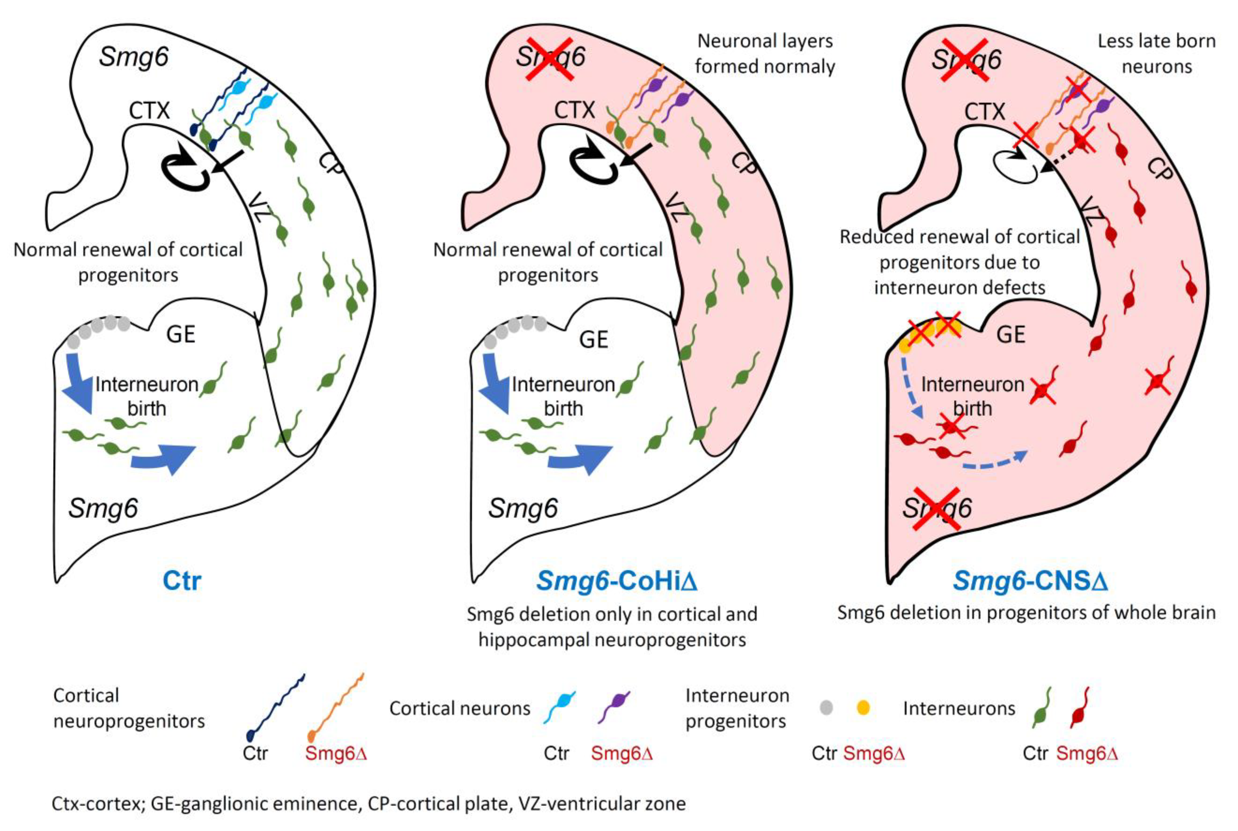 Cells 10 03365 g007 Cells 10 03365 g007