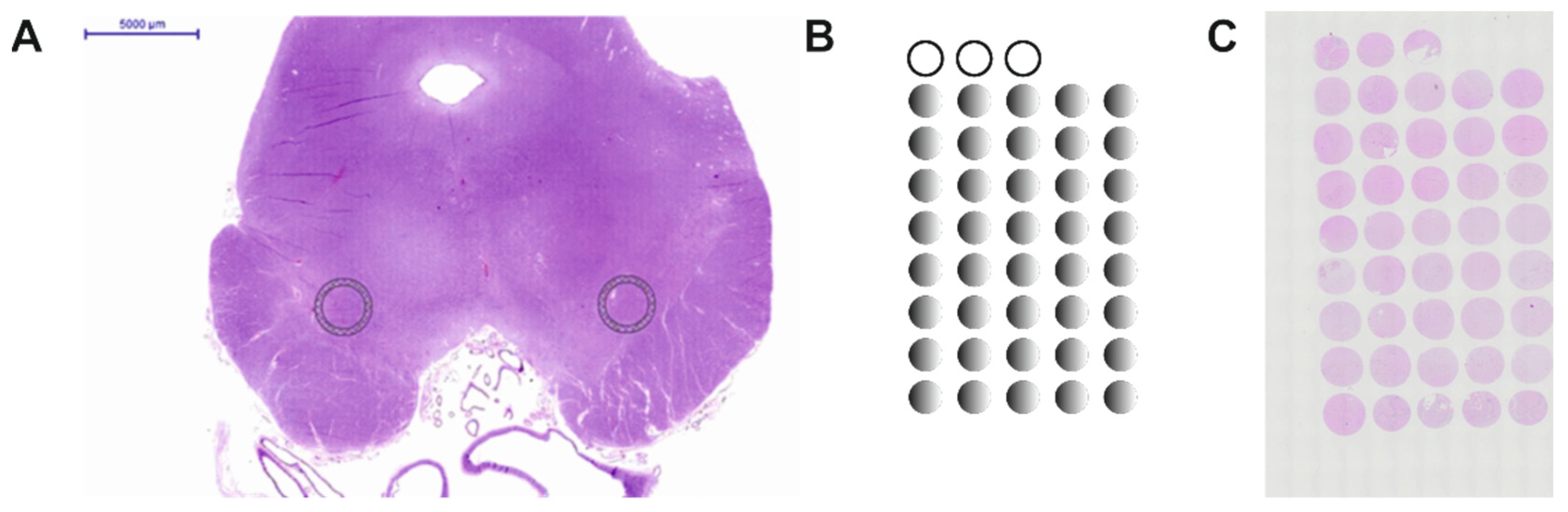 Cells 10 03368 g001 Cells 10 03368 g001